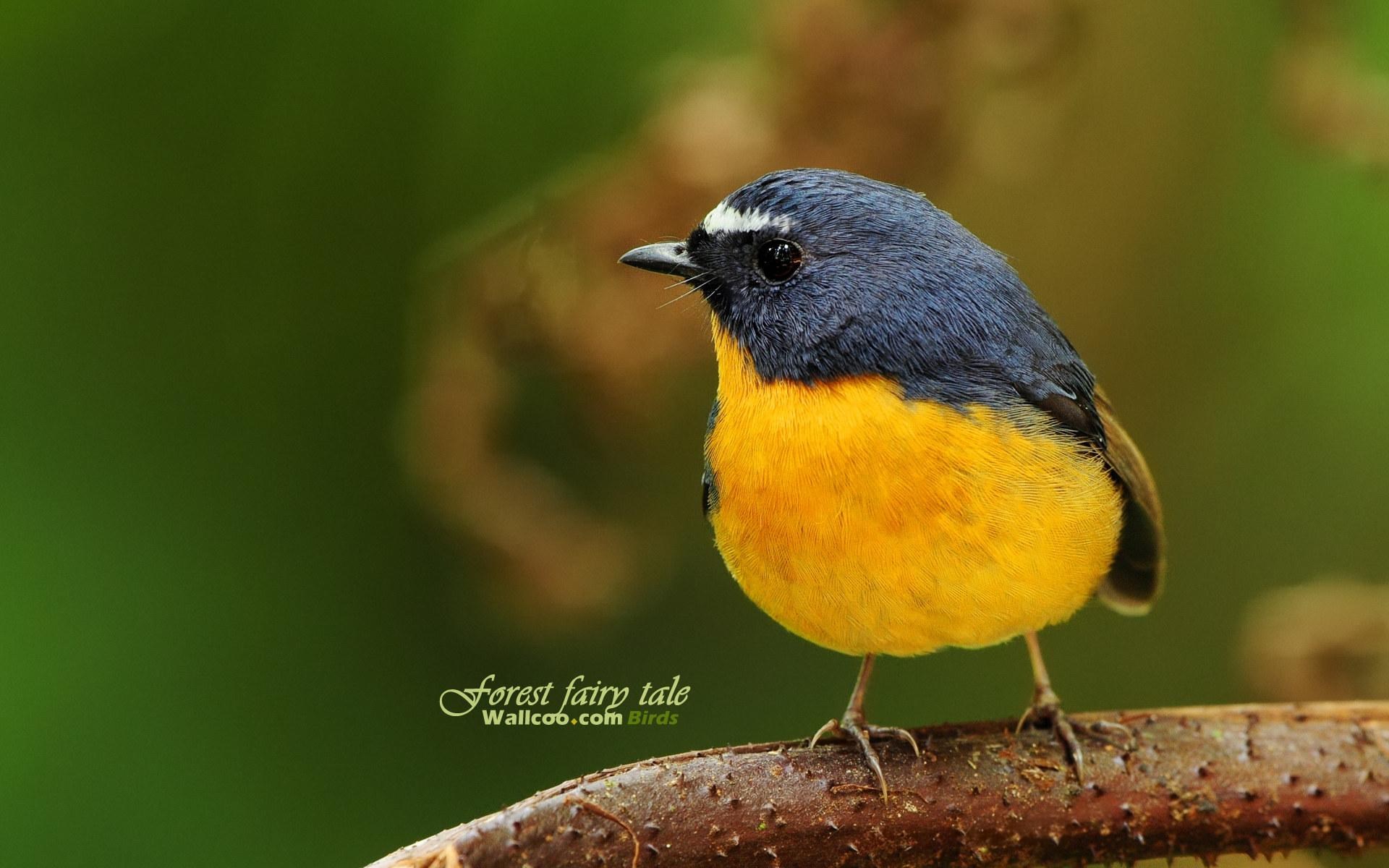 1920x1200 Picture for Desktop: bird