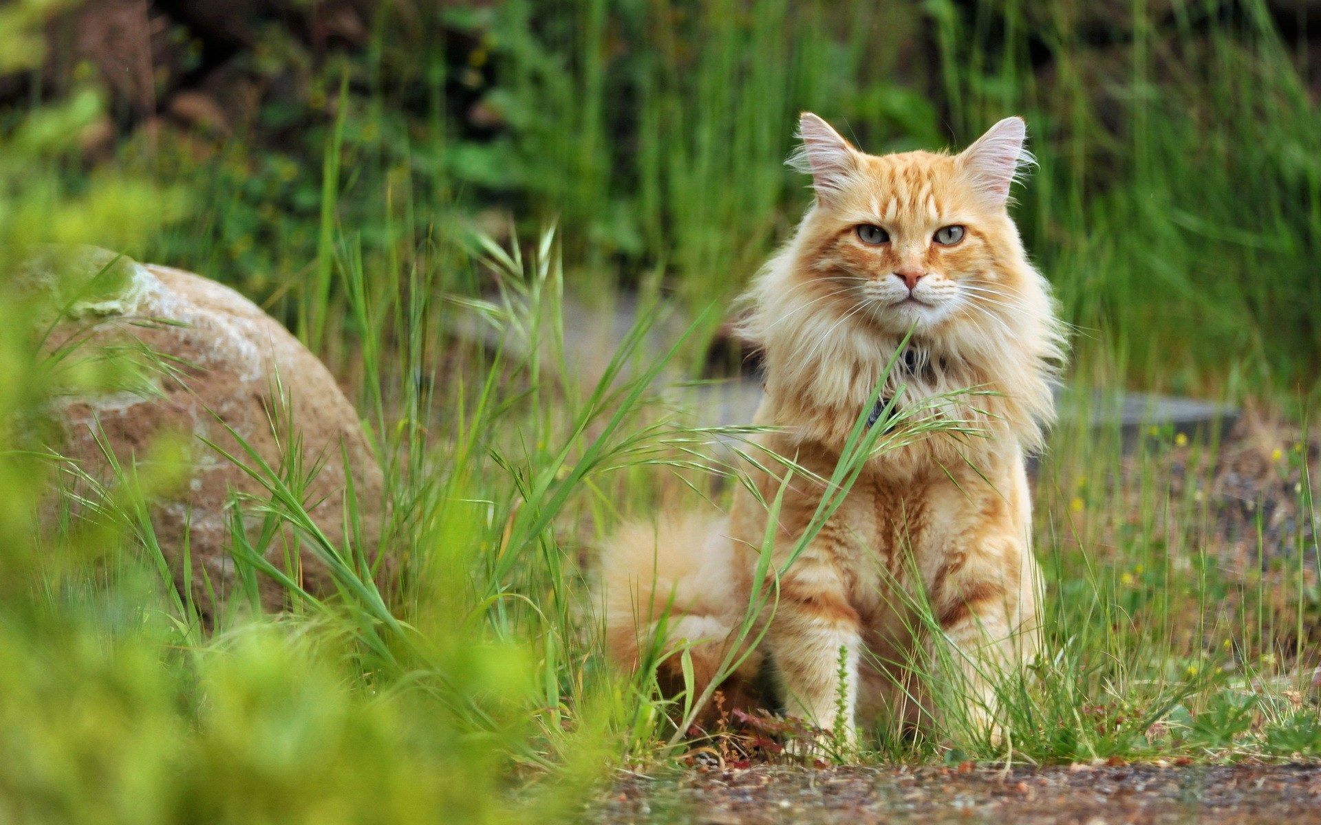 cat  - Background hd 1920x1200
