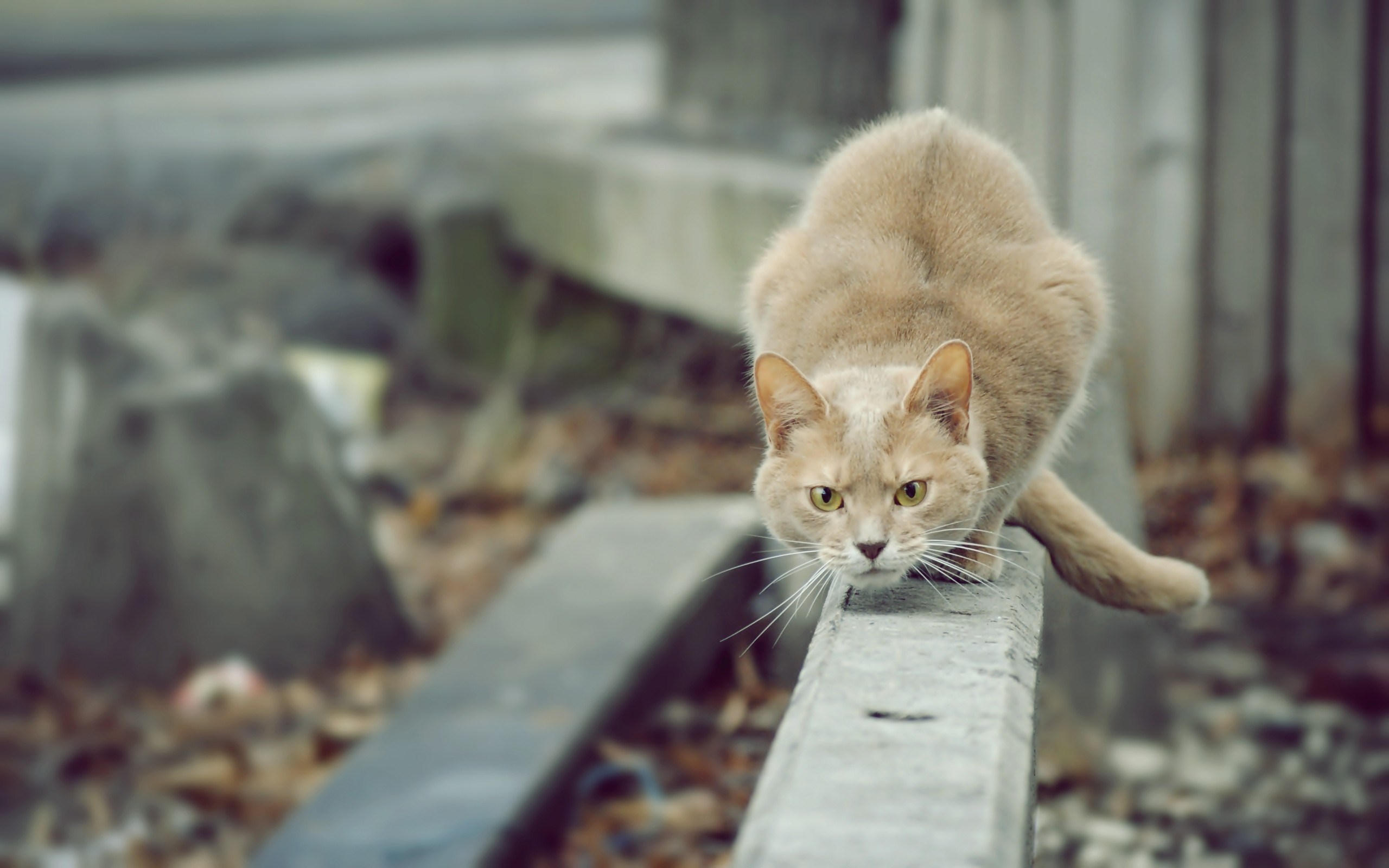 Wallpaper for Desktop: cat