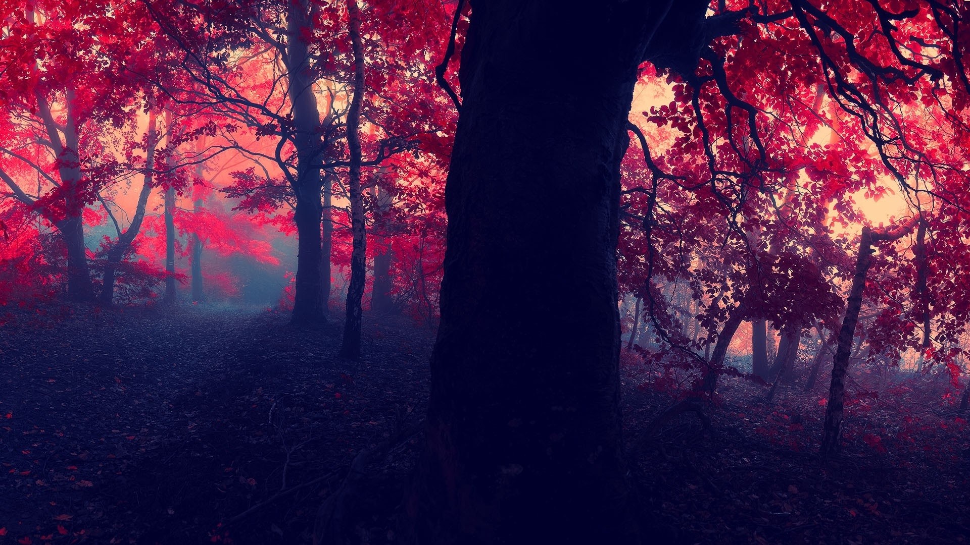 1920x1080 widescreen backgrounds forest