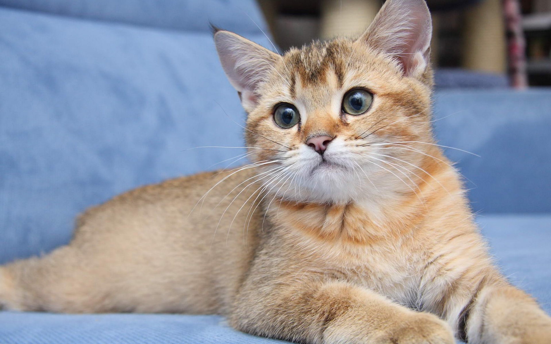 free computer wallpaper for cat