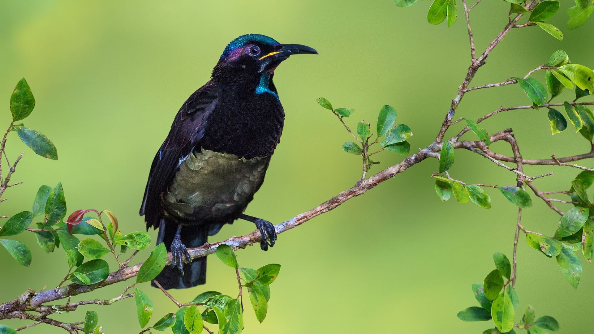 1920x1080 hd wallpaper bird JPG 330 kB
