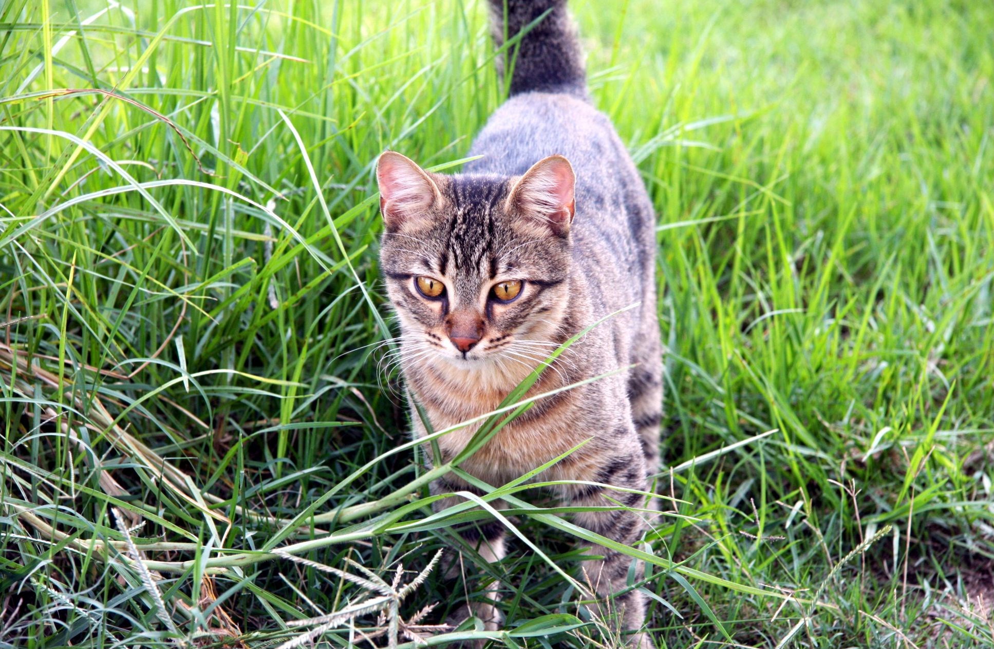 HD Widescreen Wallpaper - cat