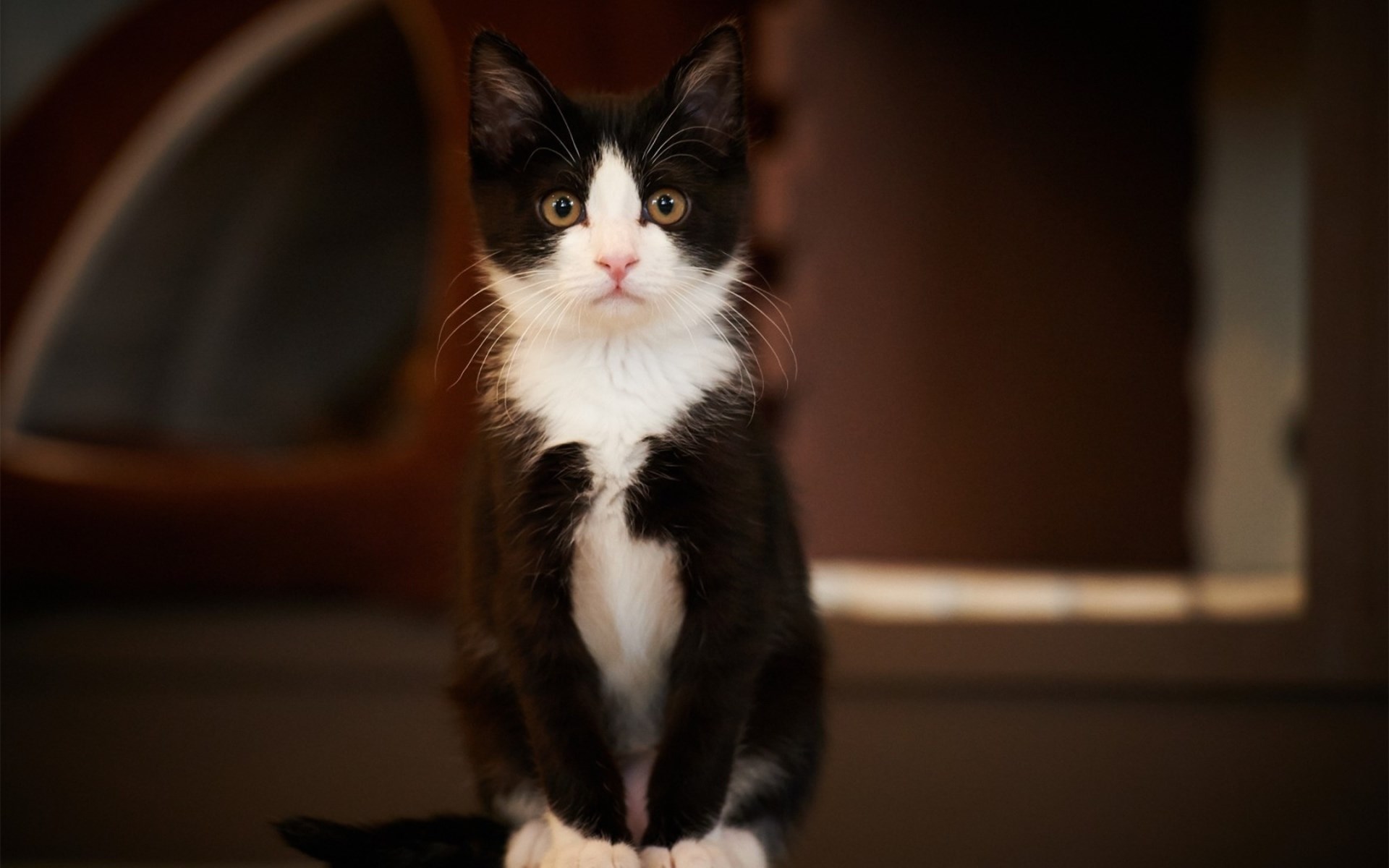 1920x1200 Widescreen Wallpaper: cat