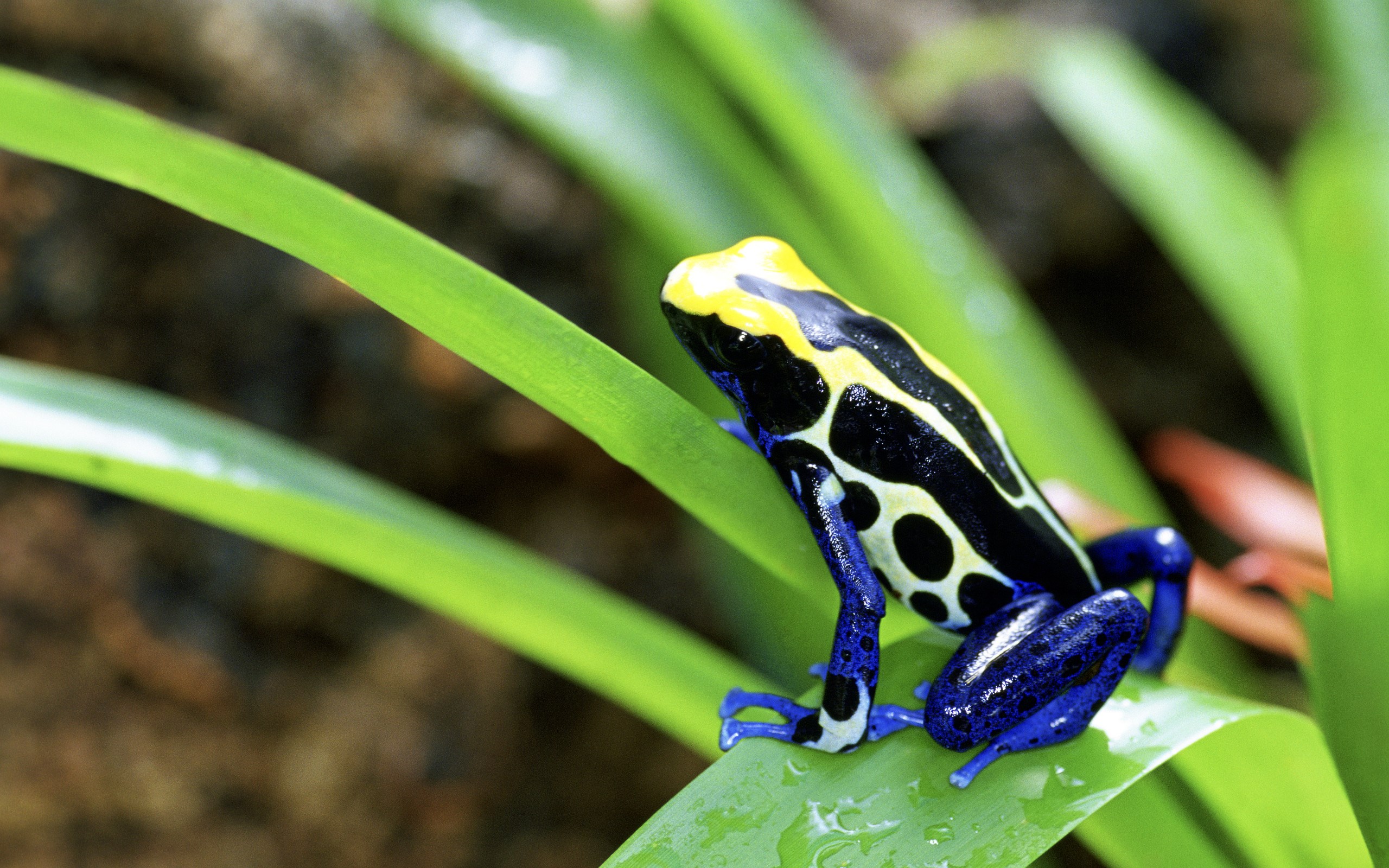 poison dart frog  for mac computers