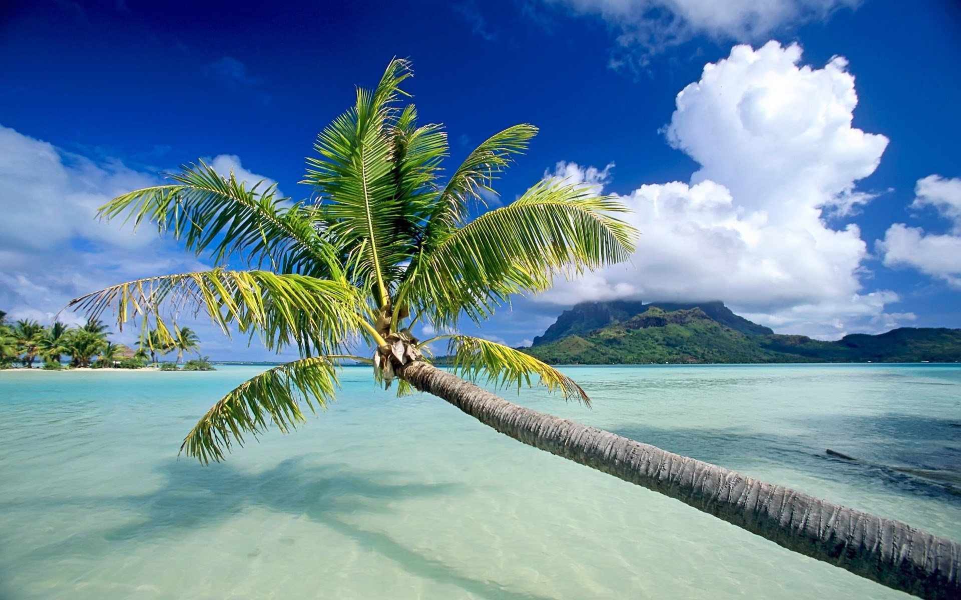 1920x1200 Awesome palm tree