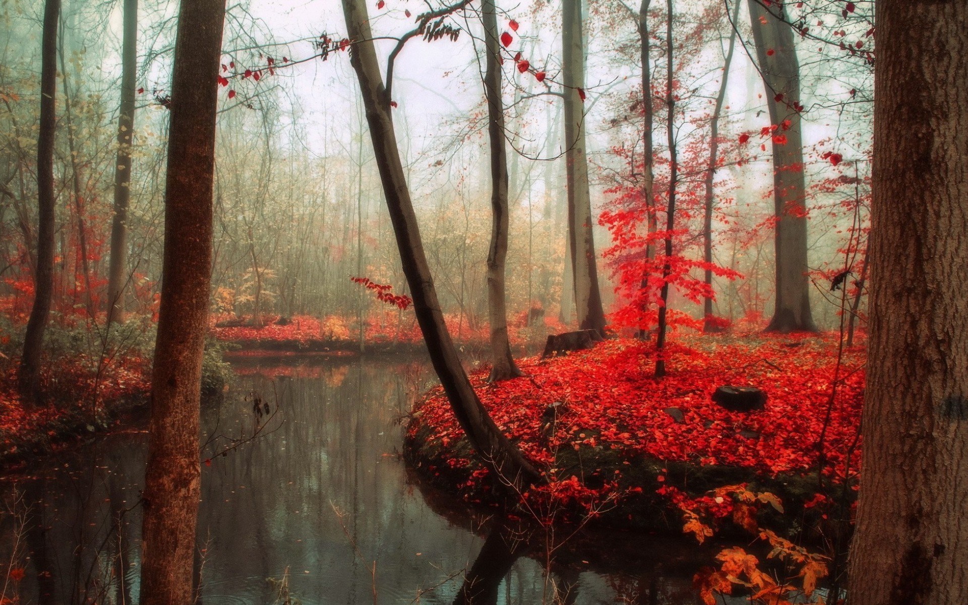 High Resolution Wallpaper fall