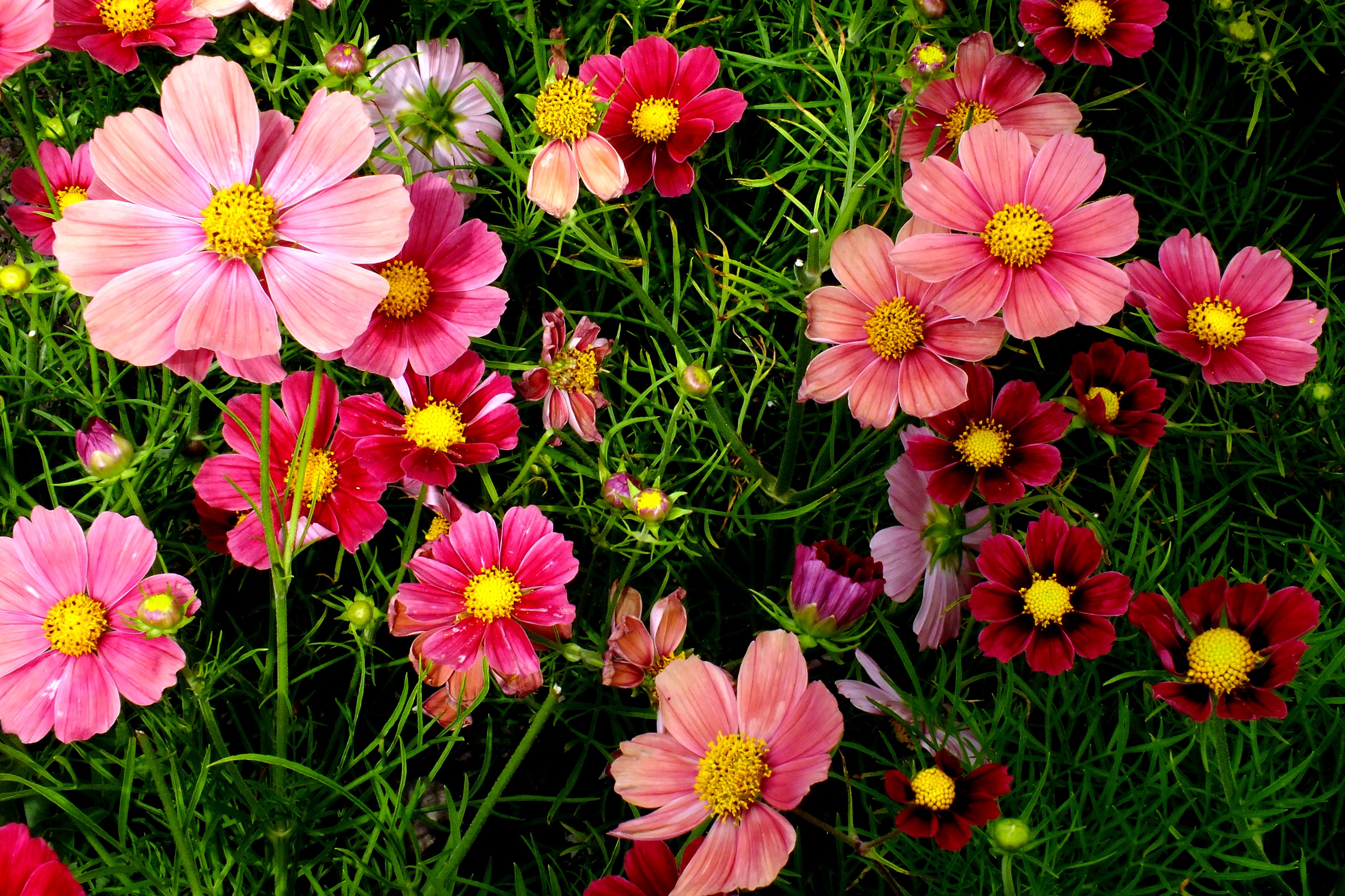 cosmos  to download 3000x2000