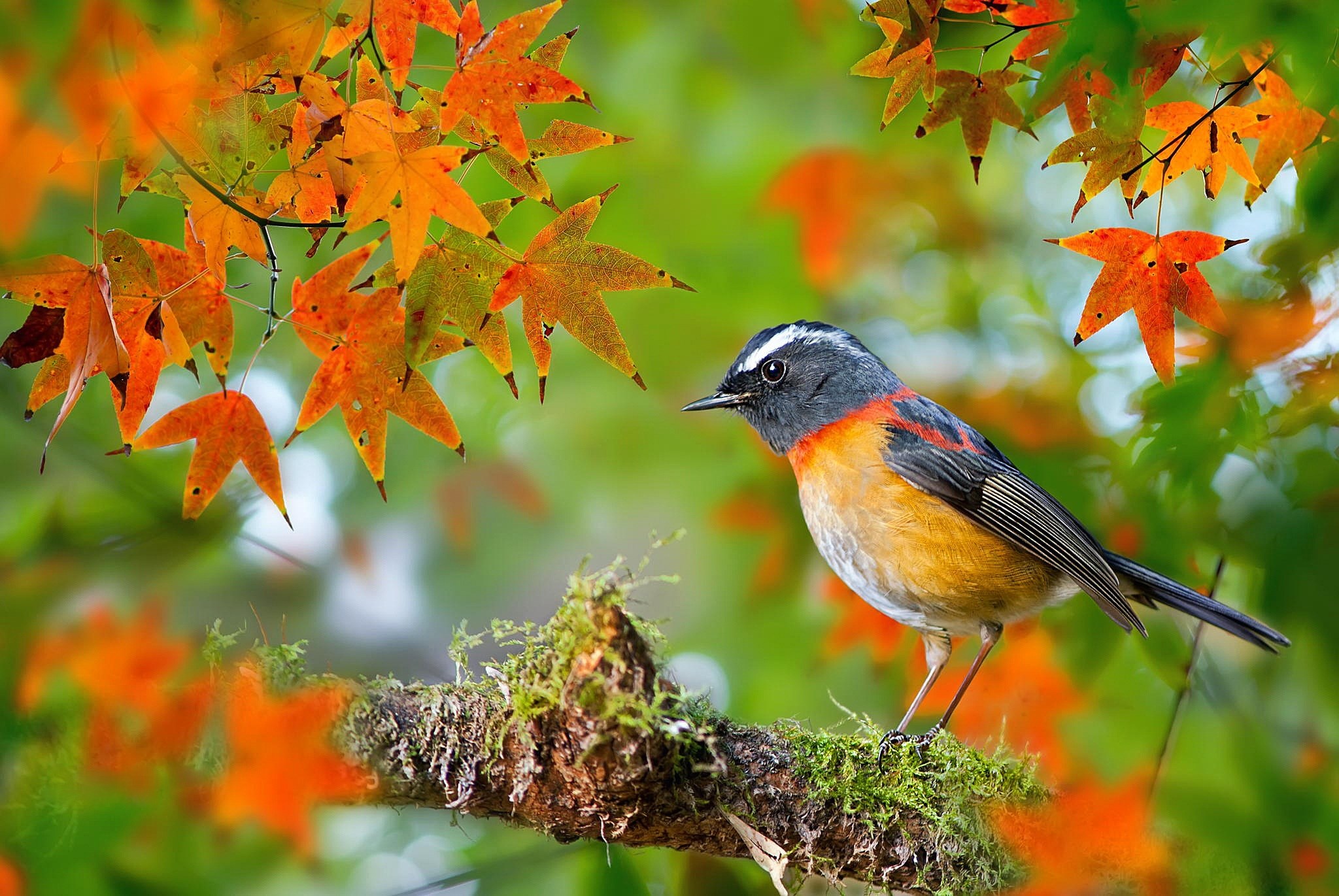 robin  free