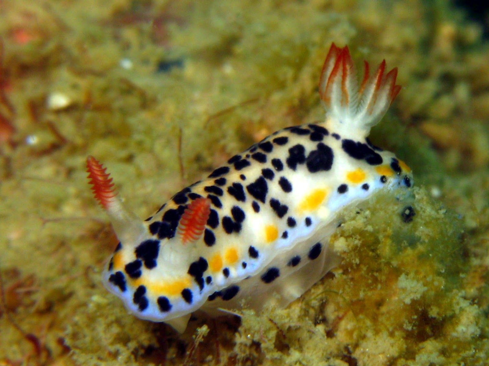 1600x1200 widescreen hd sea slug JPG 254 kB