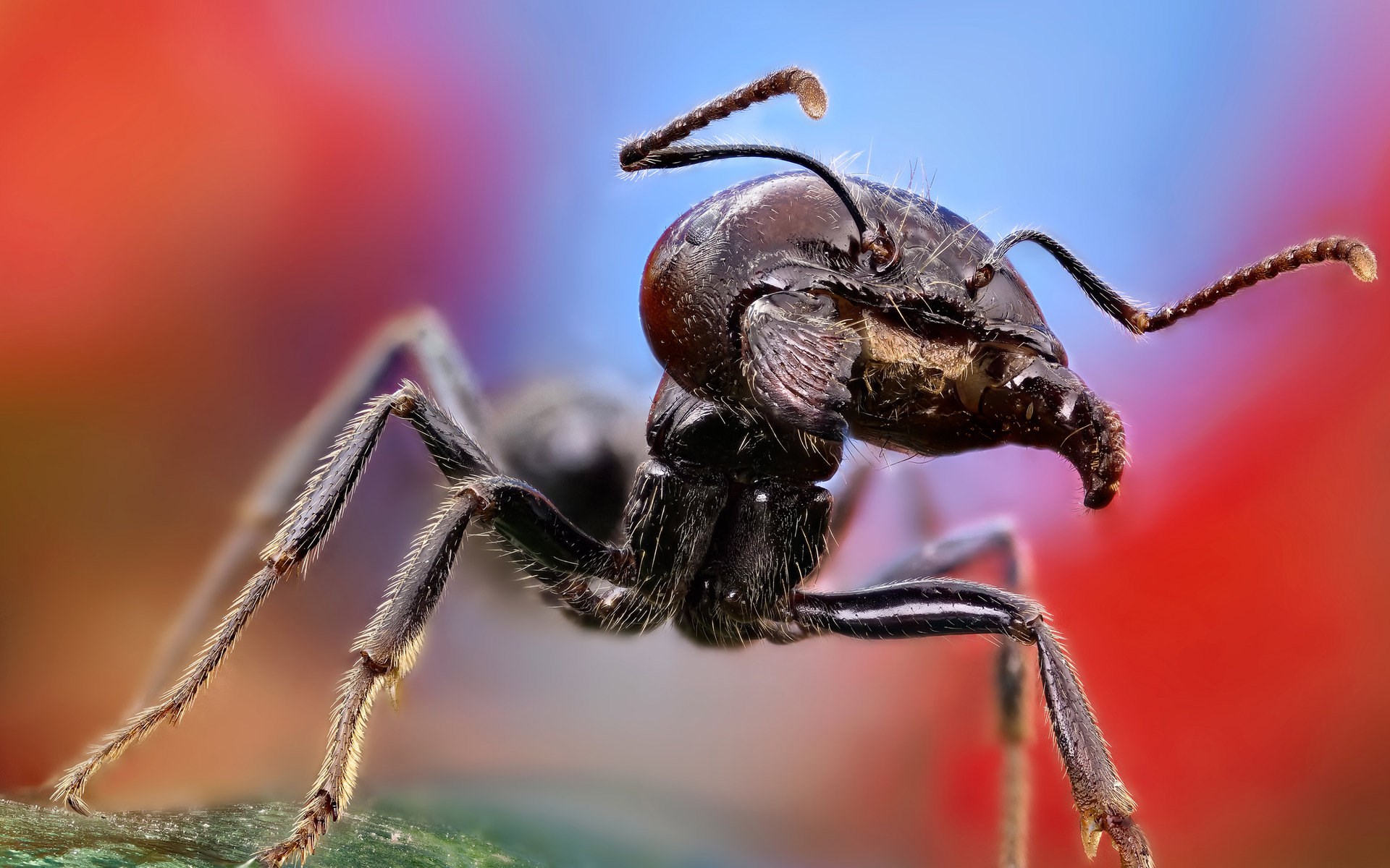 ant  to download