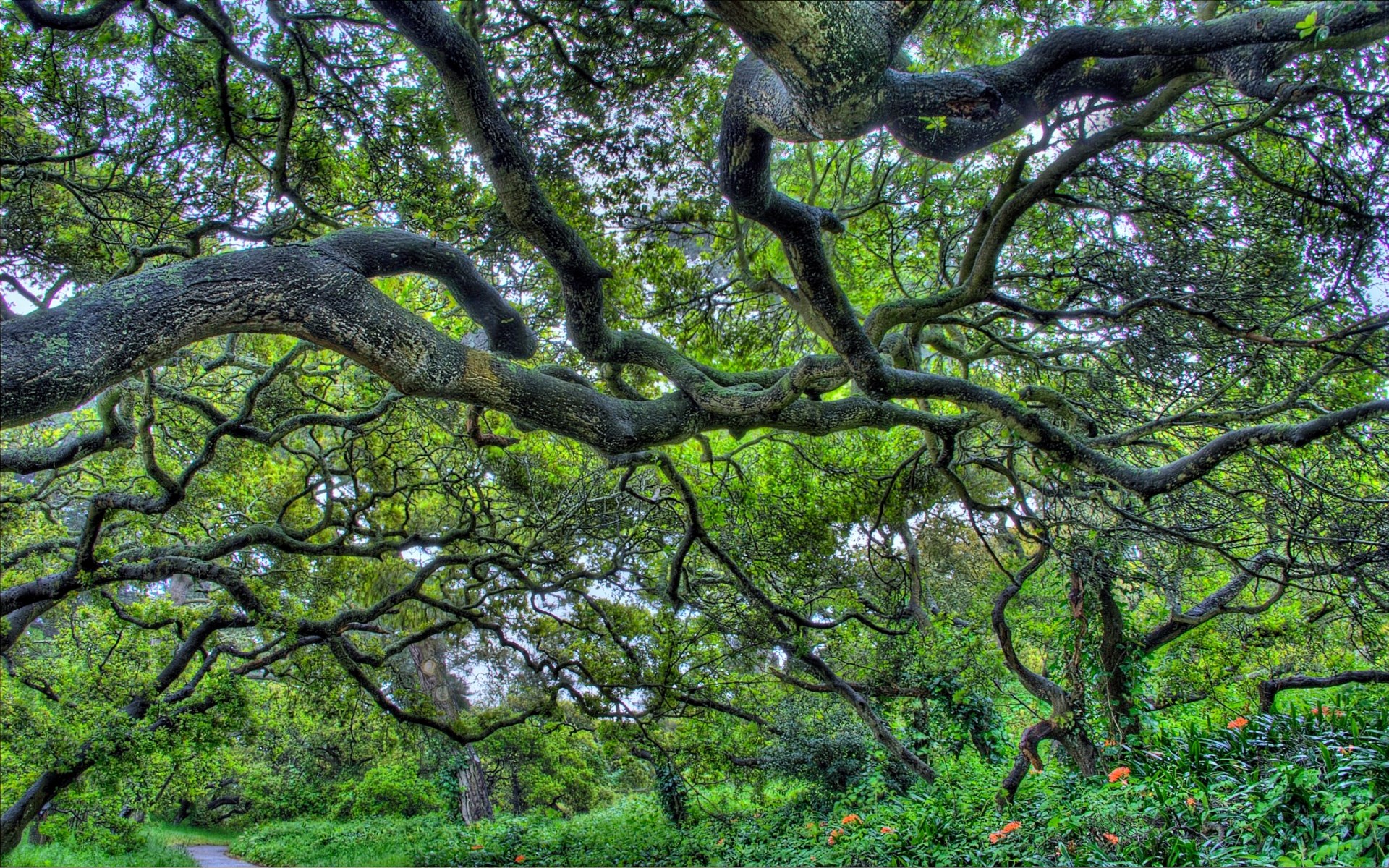 golden gate park  - Full HD Wallpaper, Photo 1920x1200