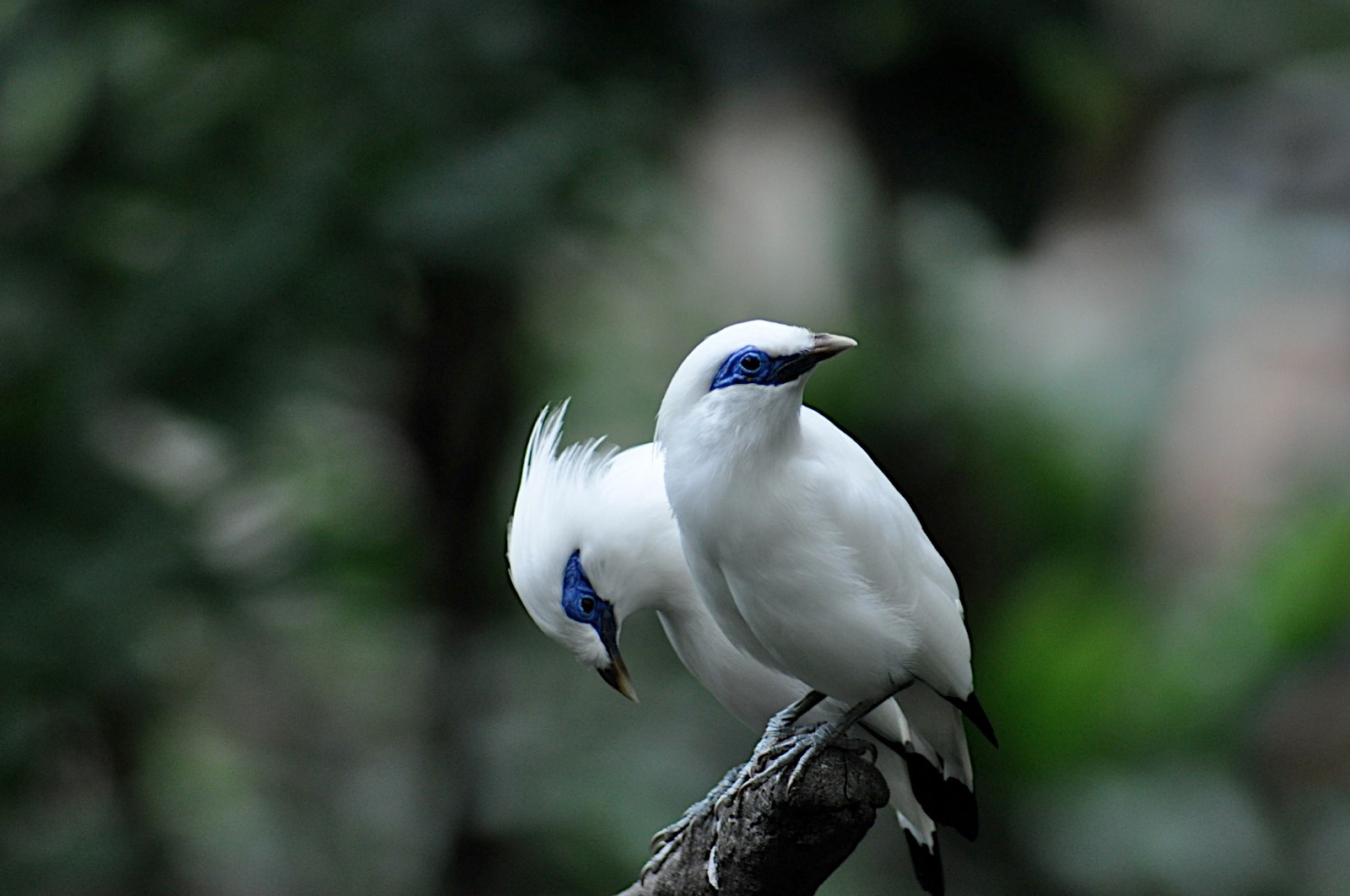 Picture for Desktop: bali myna
