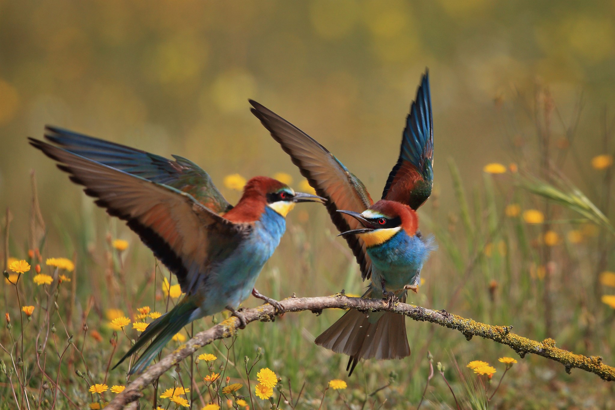 2048x1365 wallpapers free bee eater