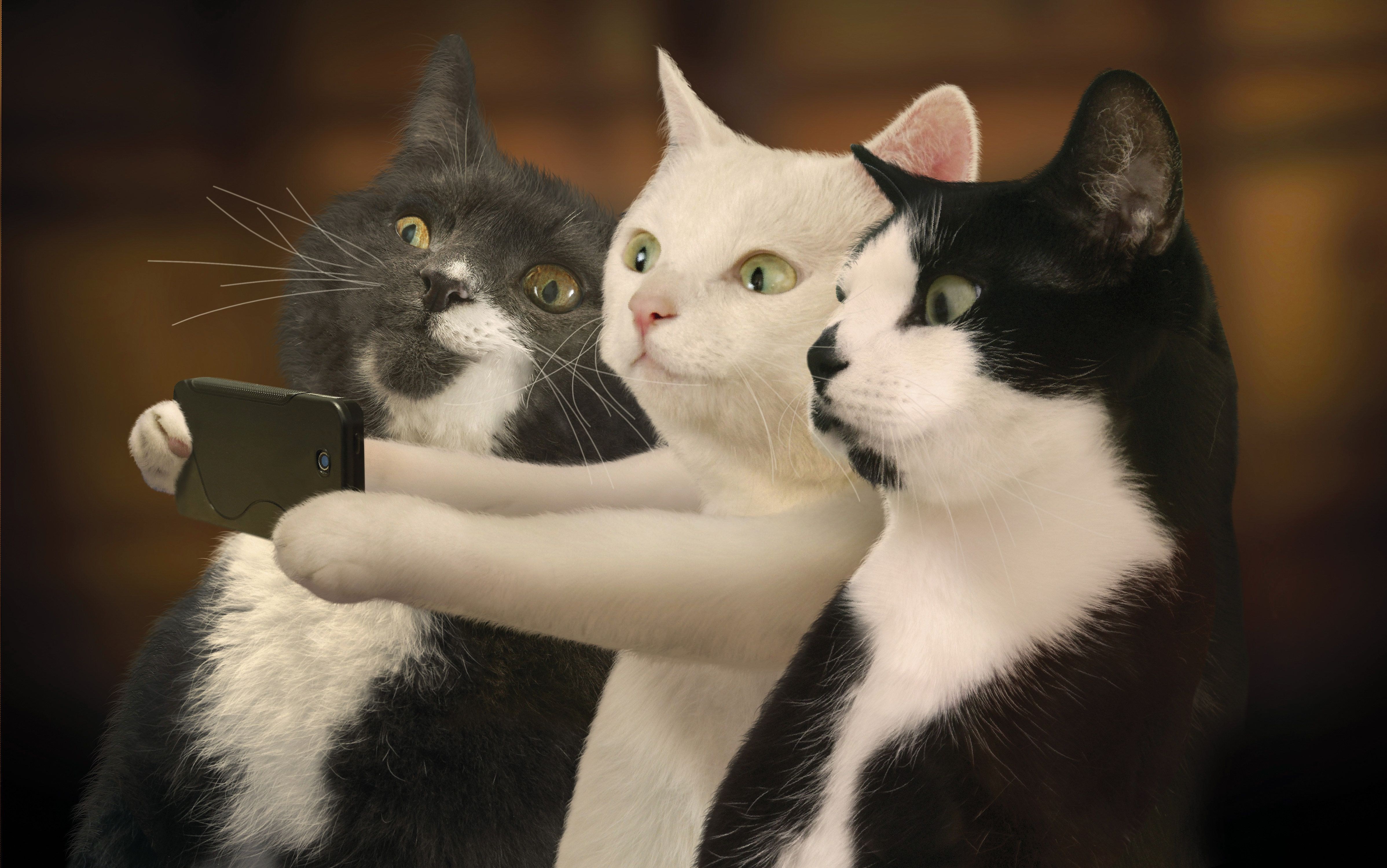 free desktop pictures cat