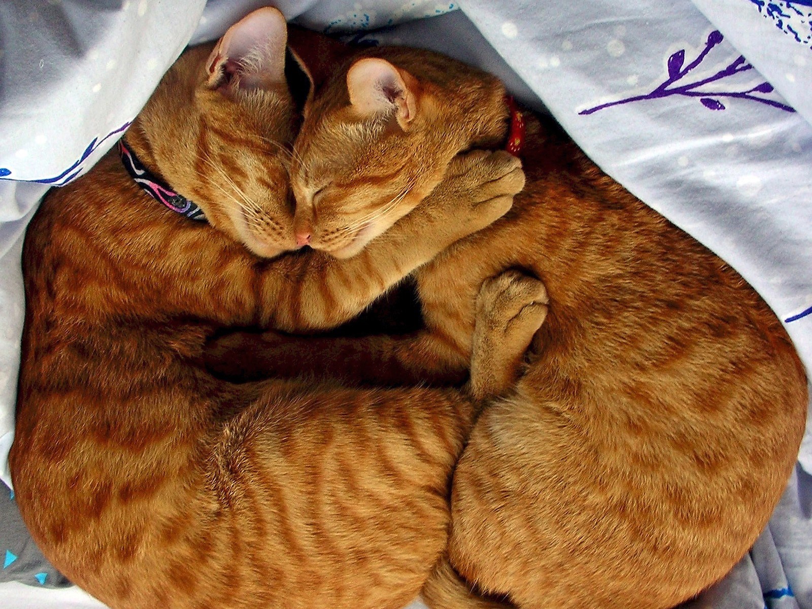 1600x1200 cat  - Full HD Background JPG 588 kB