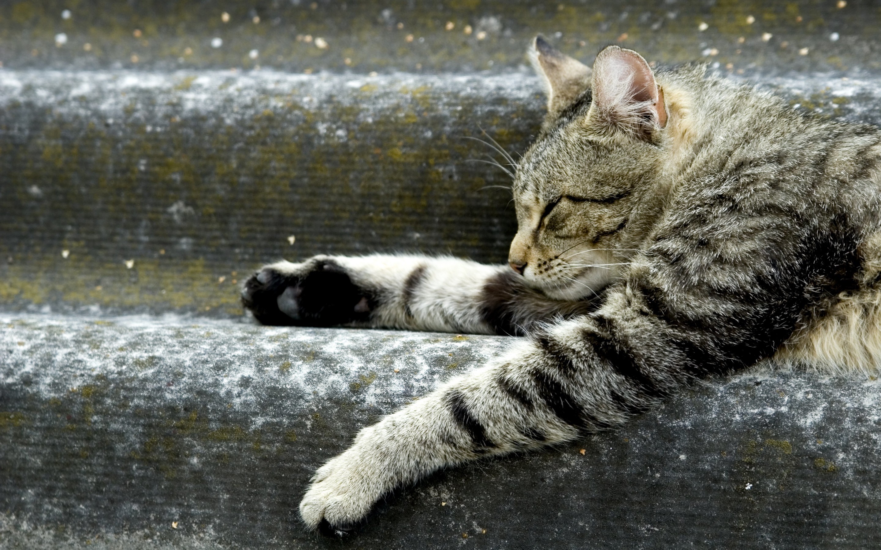2880x1800 free pictures cat