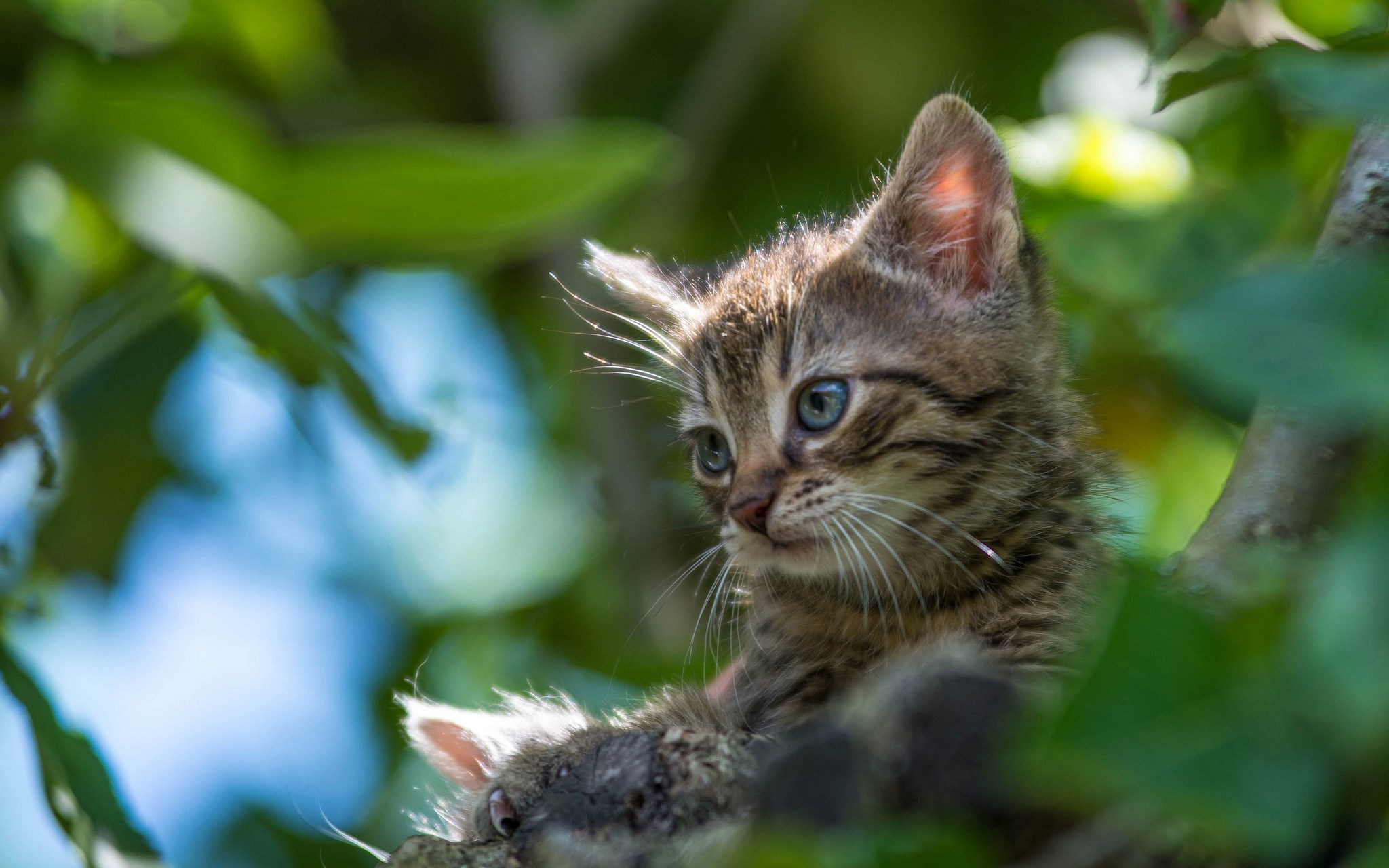 2048x1280 pictures of cat