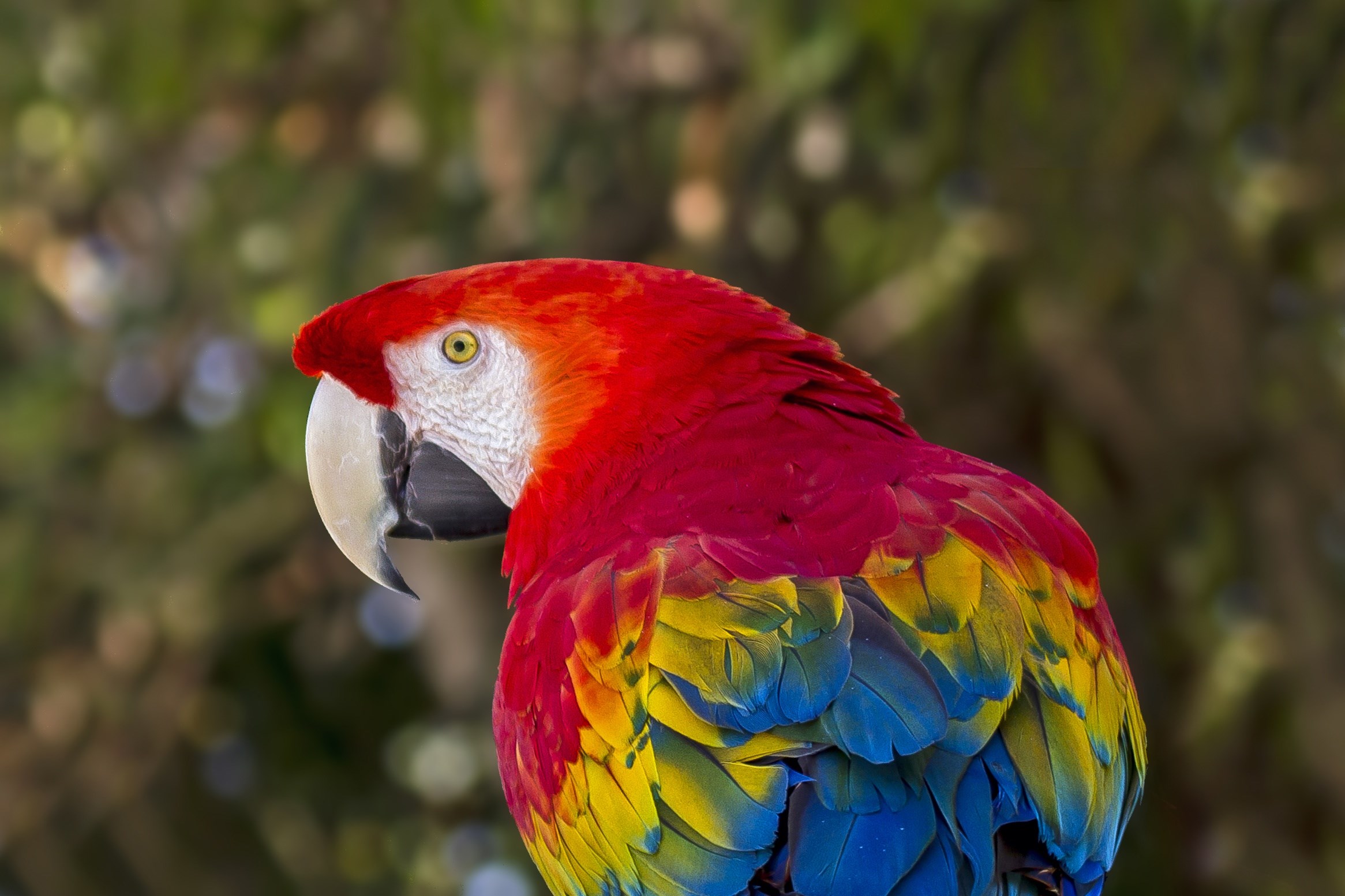 2331x1554 Desktop Background - scarlet macaw