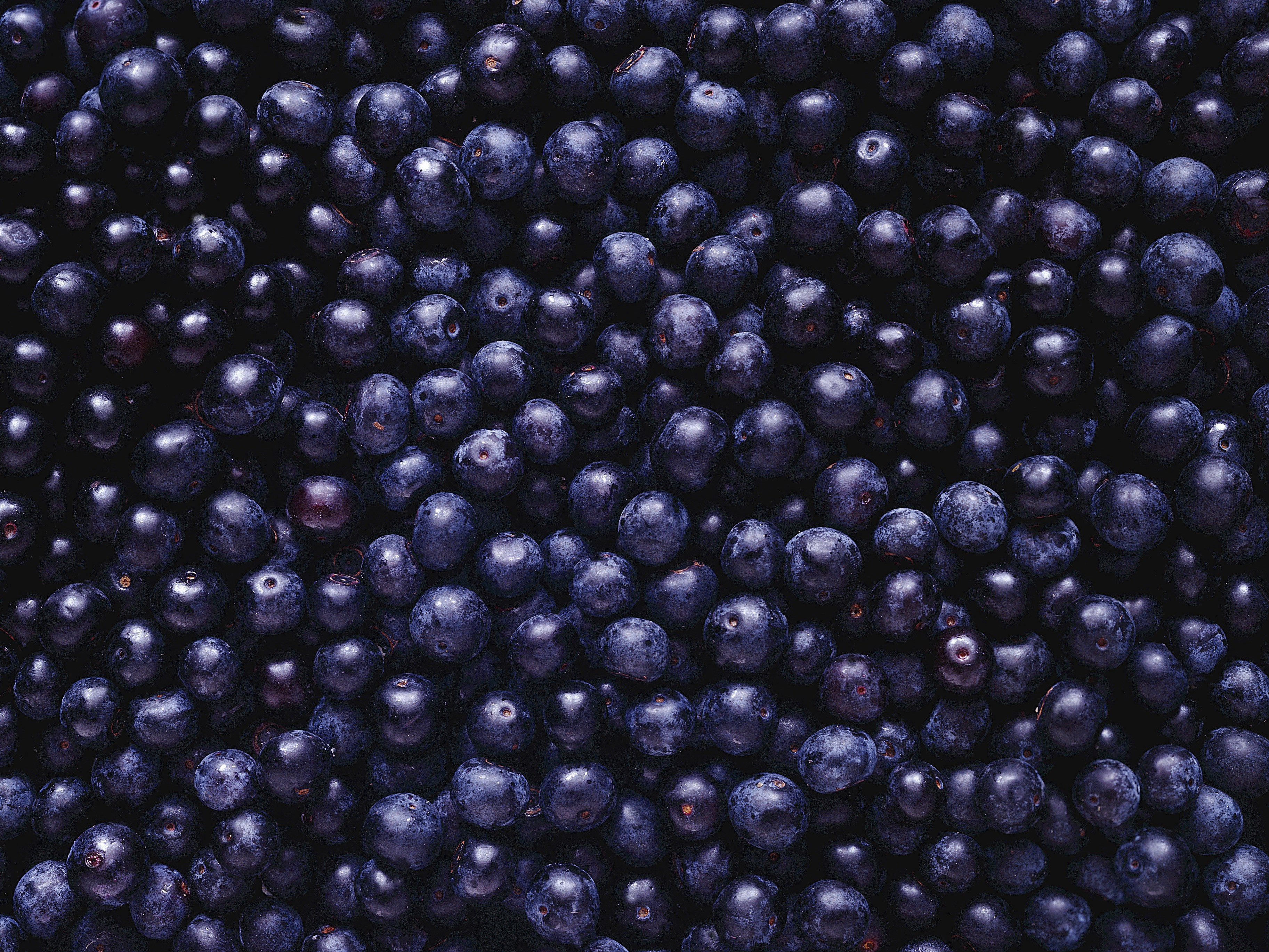 free wallpaper and screensavers for blueberry