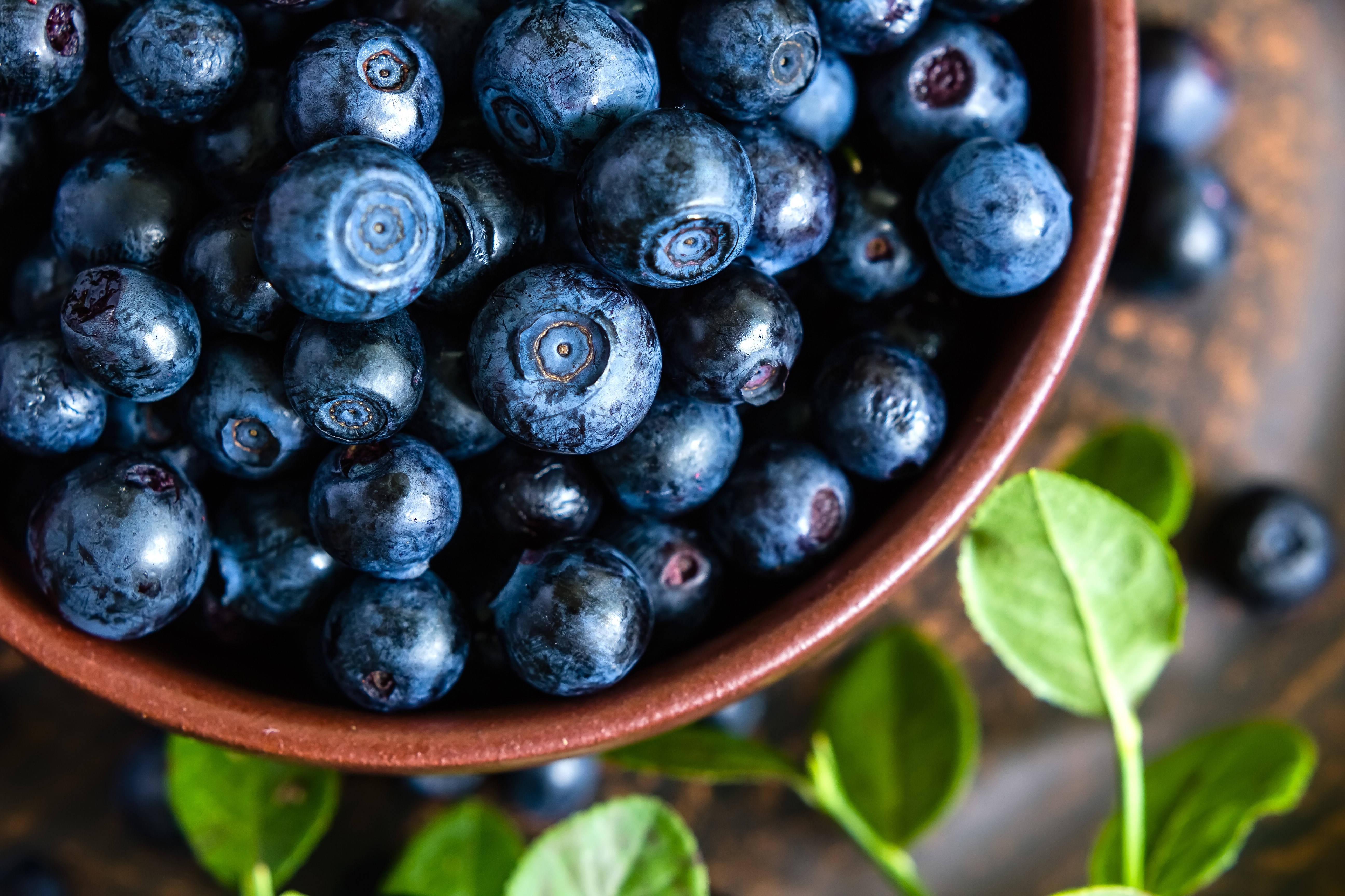 blueberry : High Definition Background 5184x3456