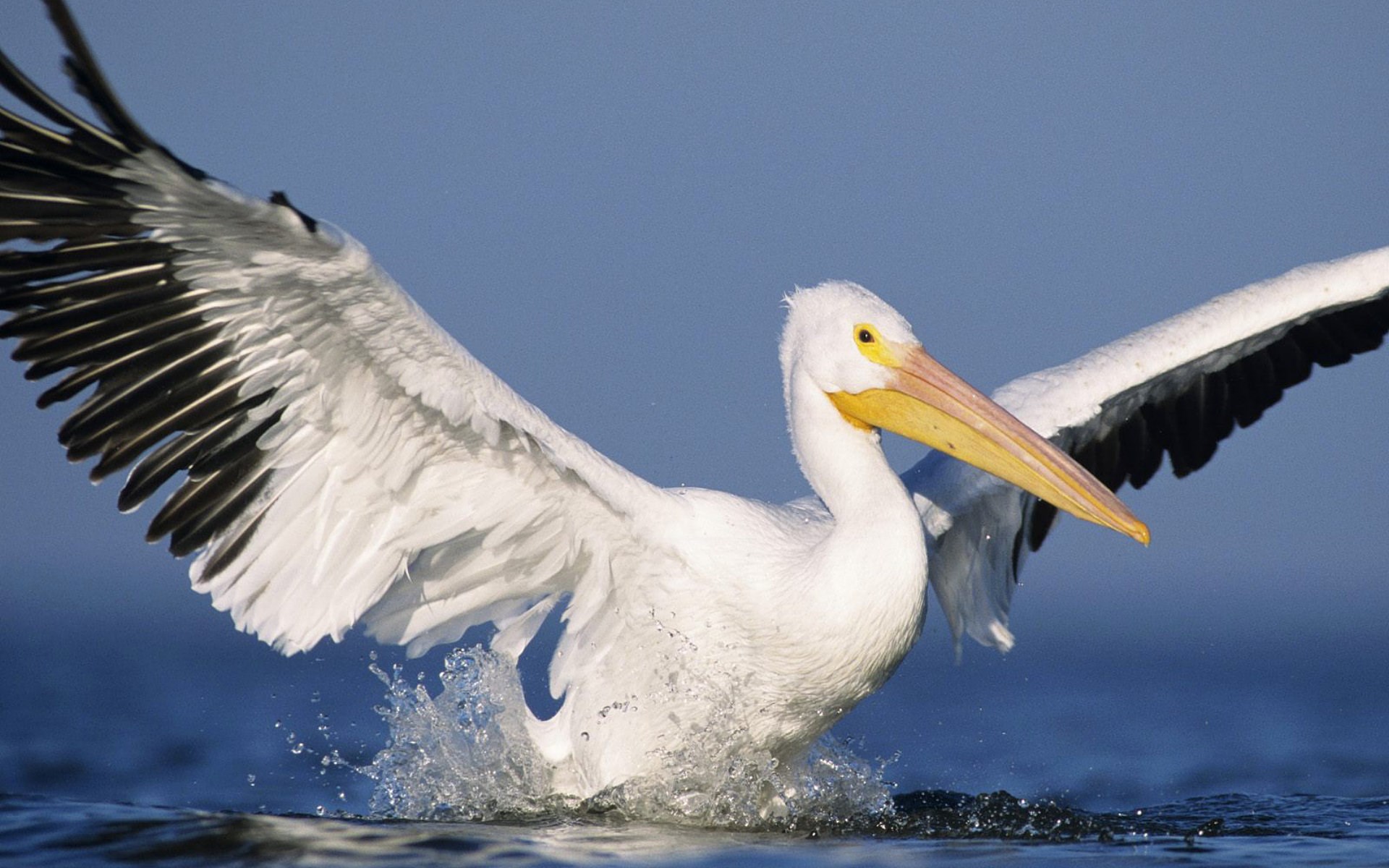 Free pelican