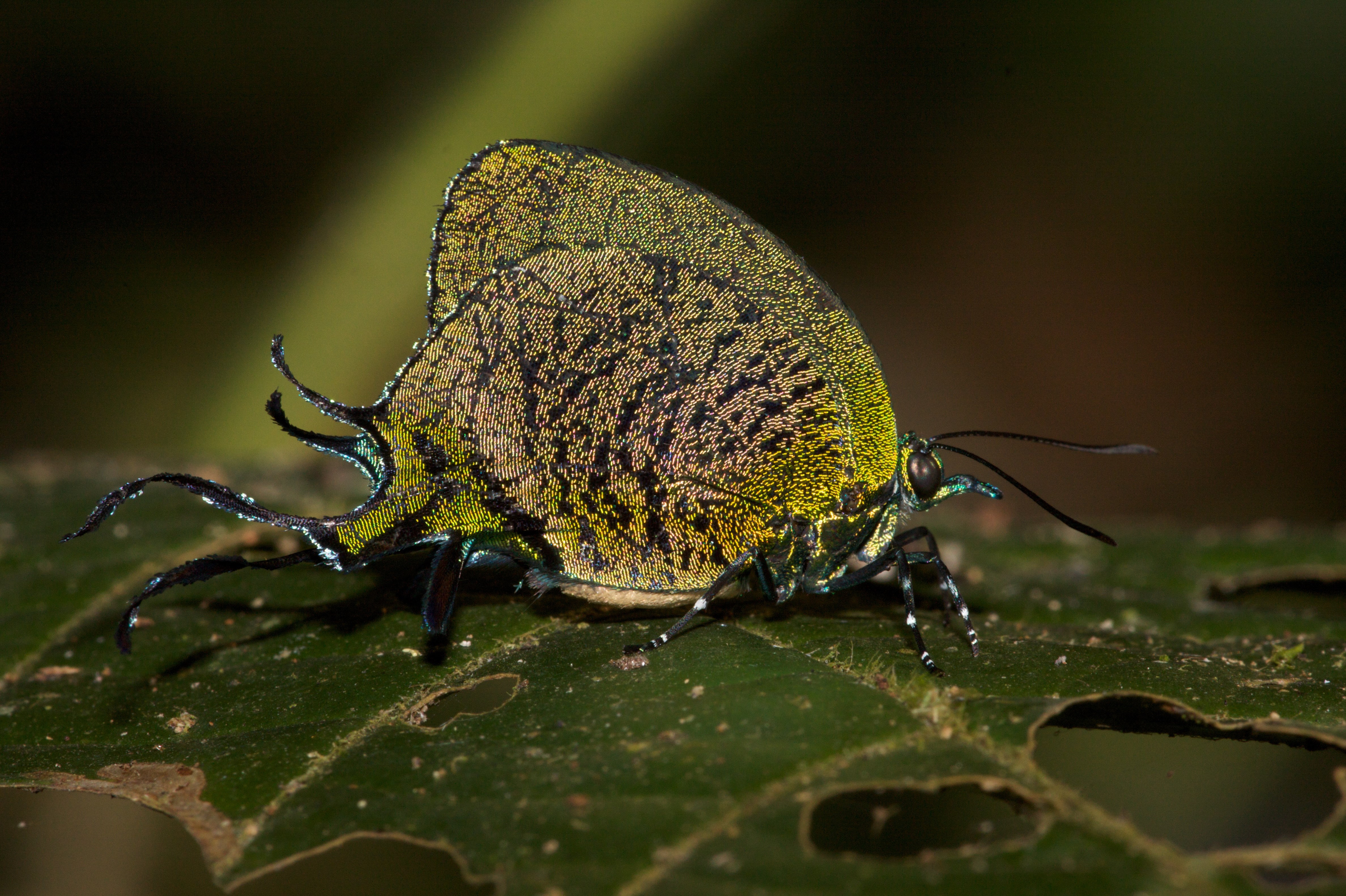 4752x3164 free computer wallpaper for insect