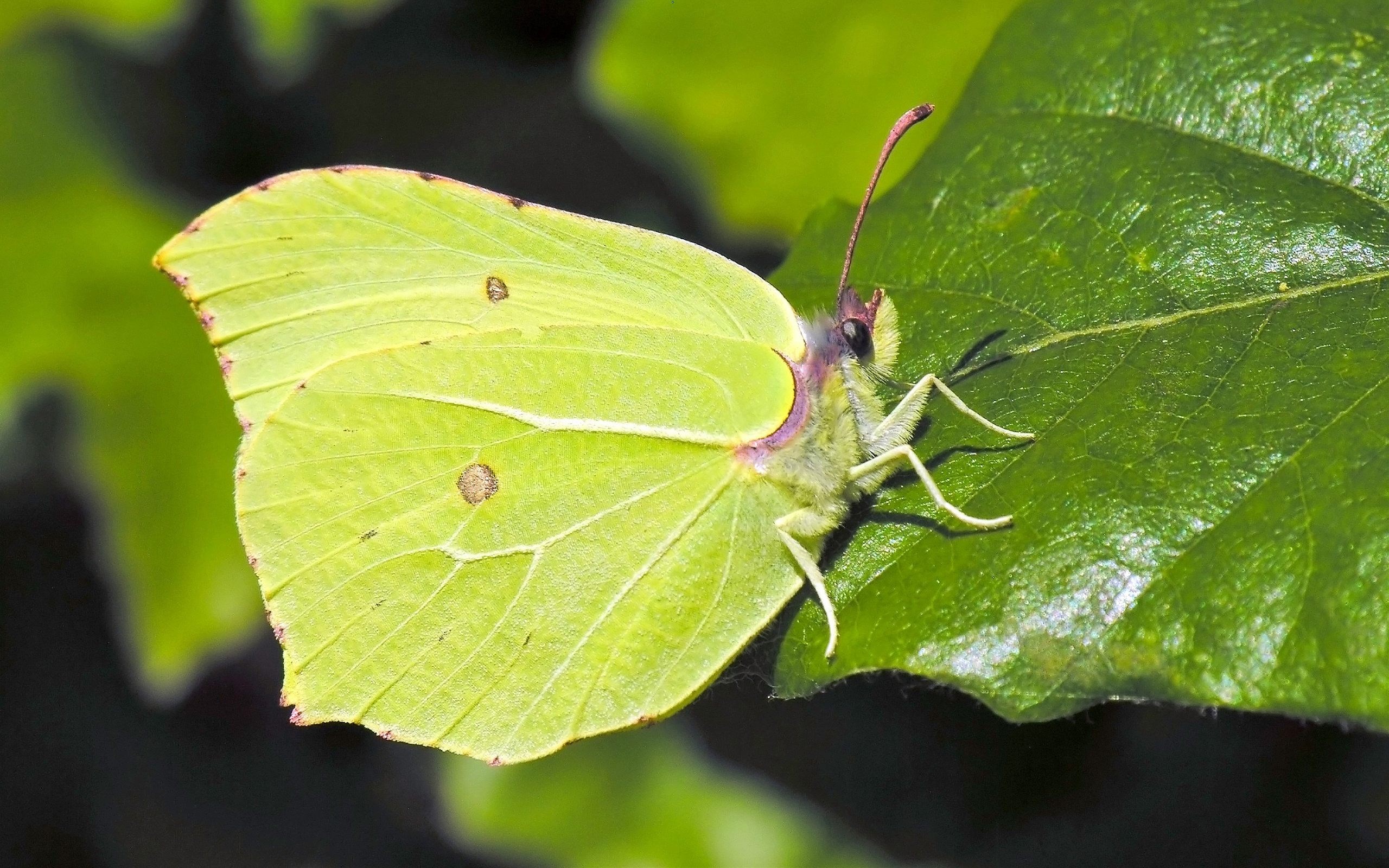 insect : High Definition Background