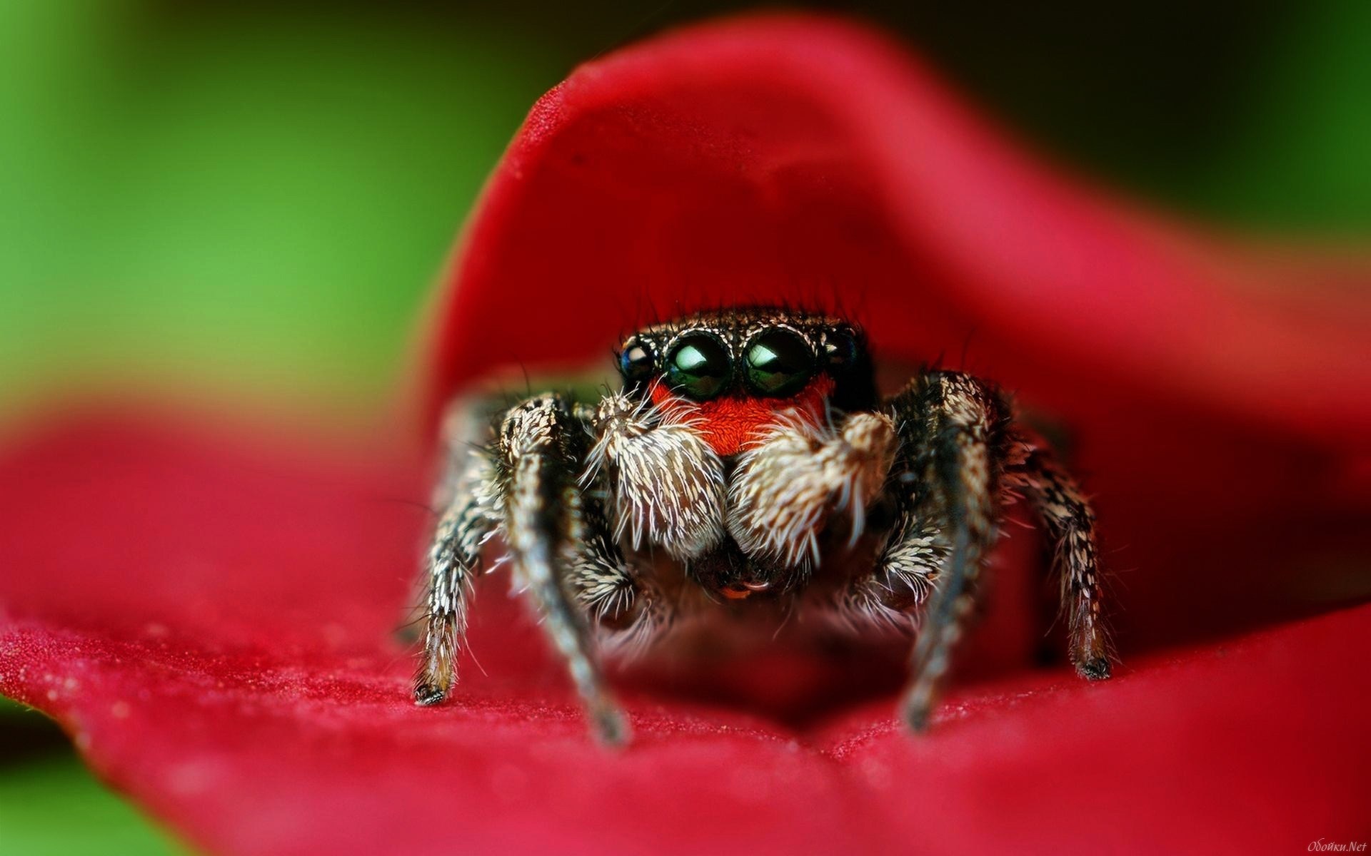 1920x1200 Free computer spider