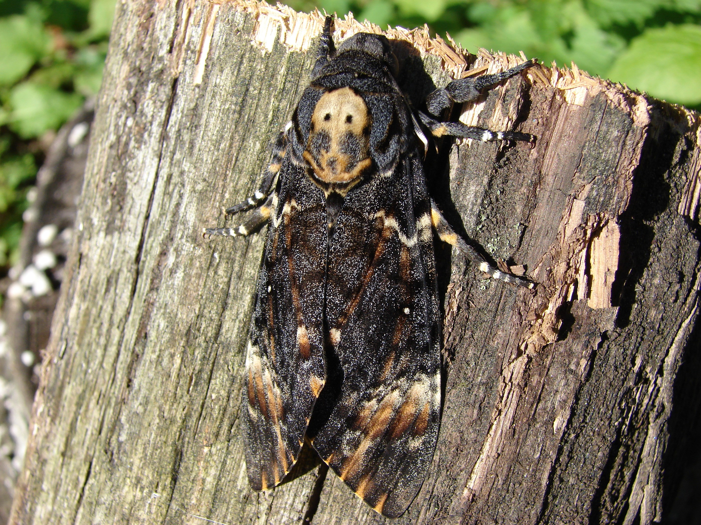 2816x2112 Background In High Quality - moth