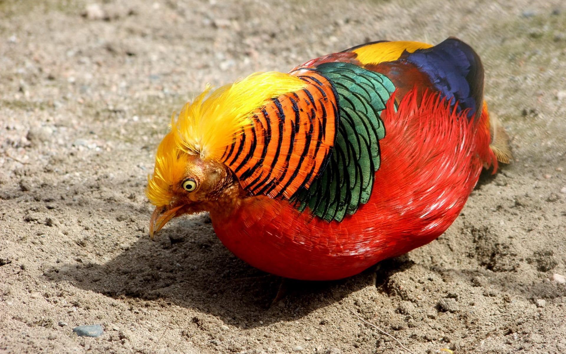 Quality Cool golden pheasant