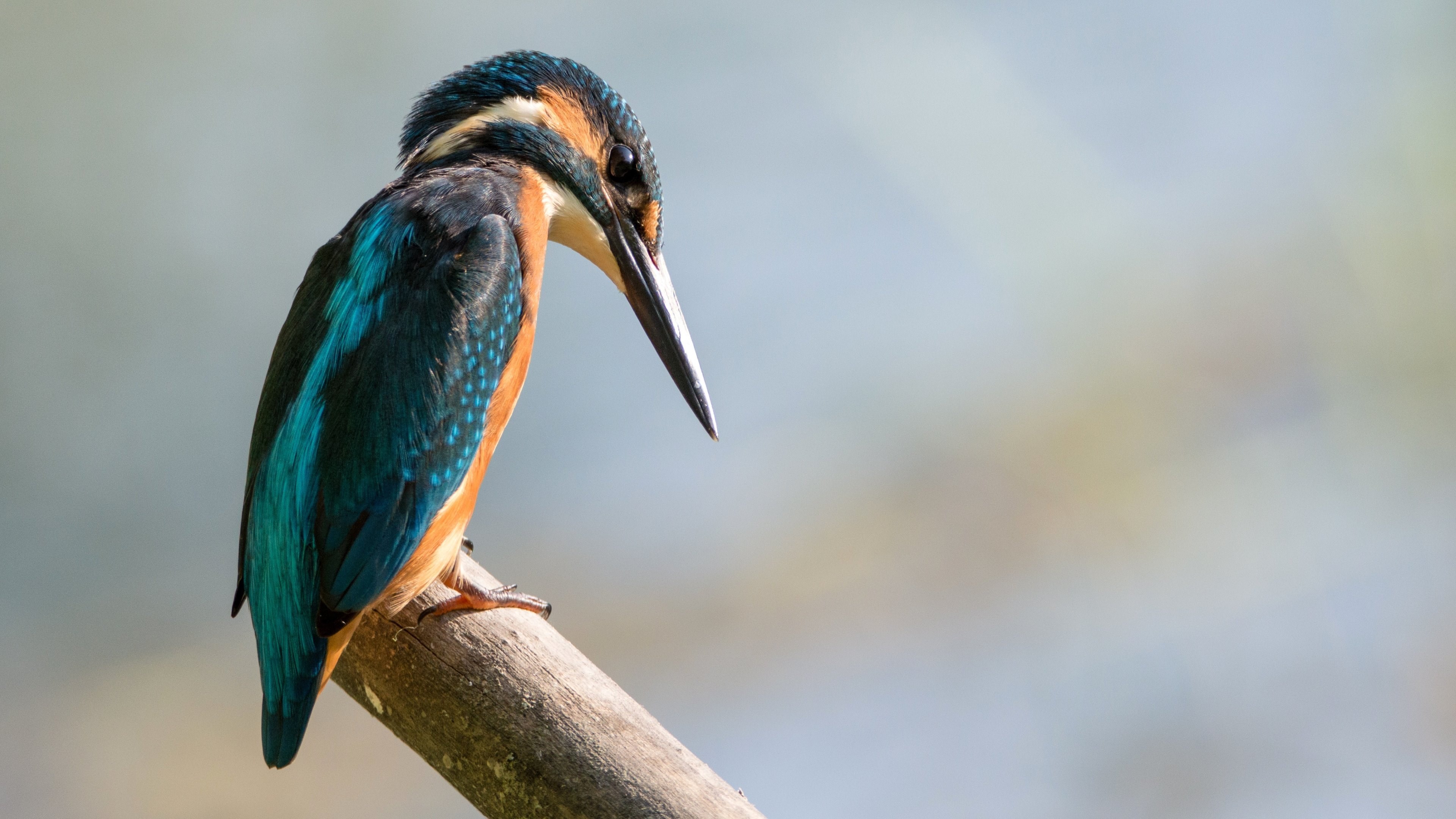3840x2160 pictures of kingfisher JPG 1218 kB