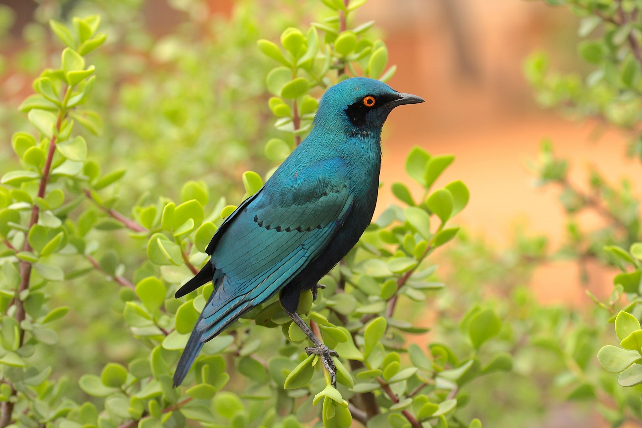 2048x1365 wallpaper images bird