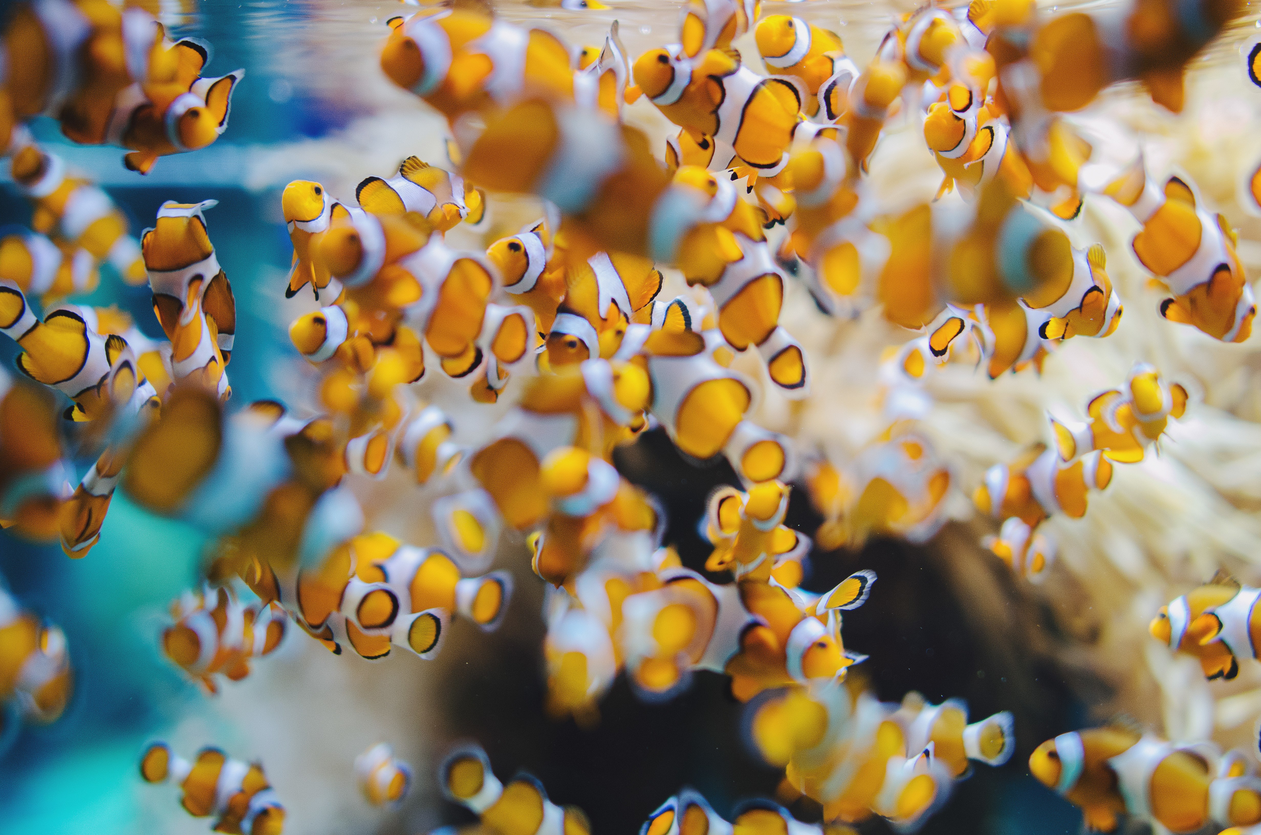 4928x3264 beautiful pictures of clownfish