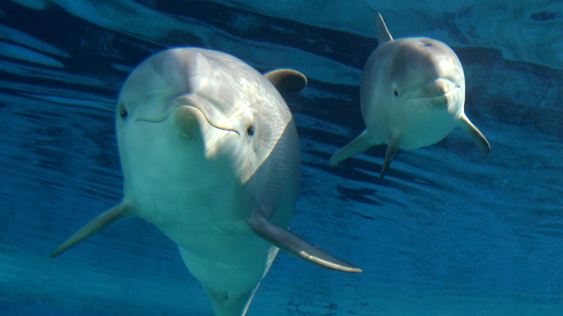 1920x1080 dolphin  1080p windows JPG 318 kB
