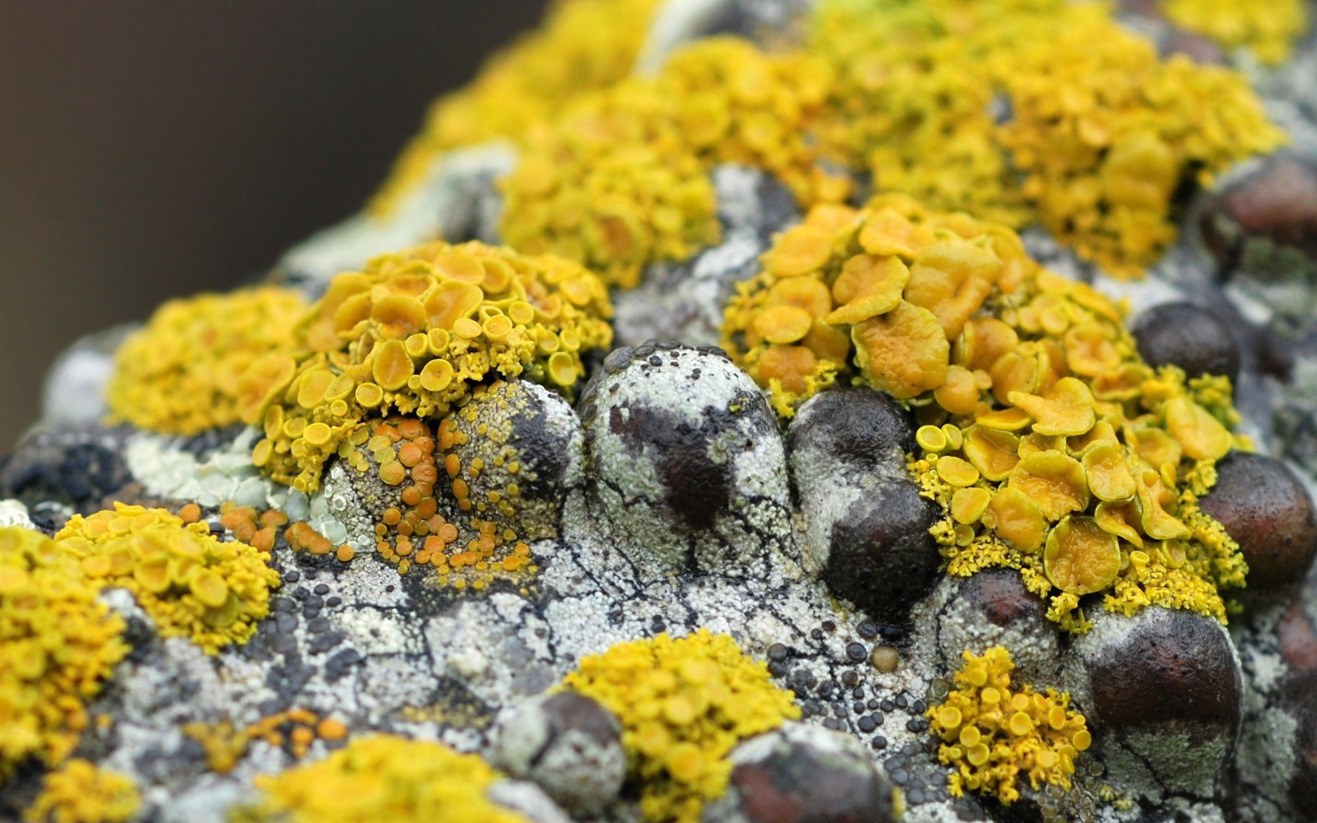 HQ RES mushroom