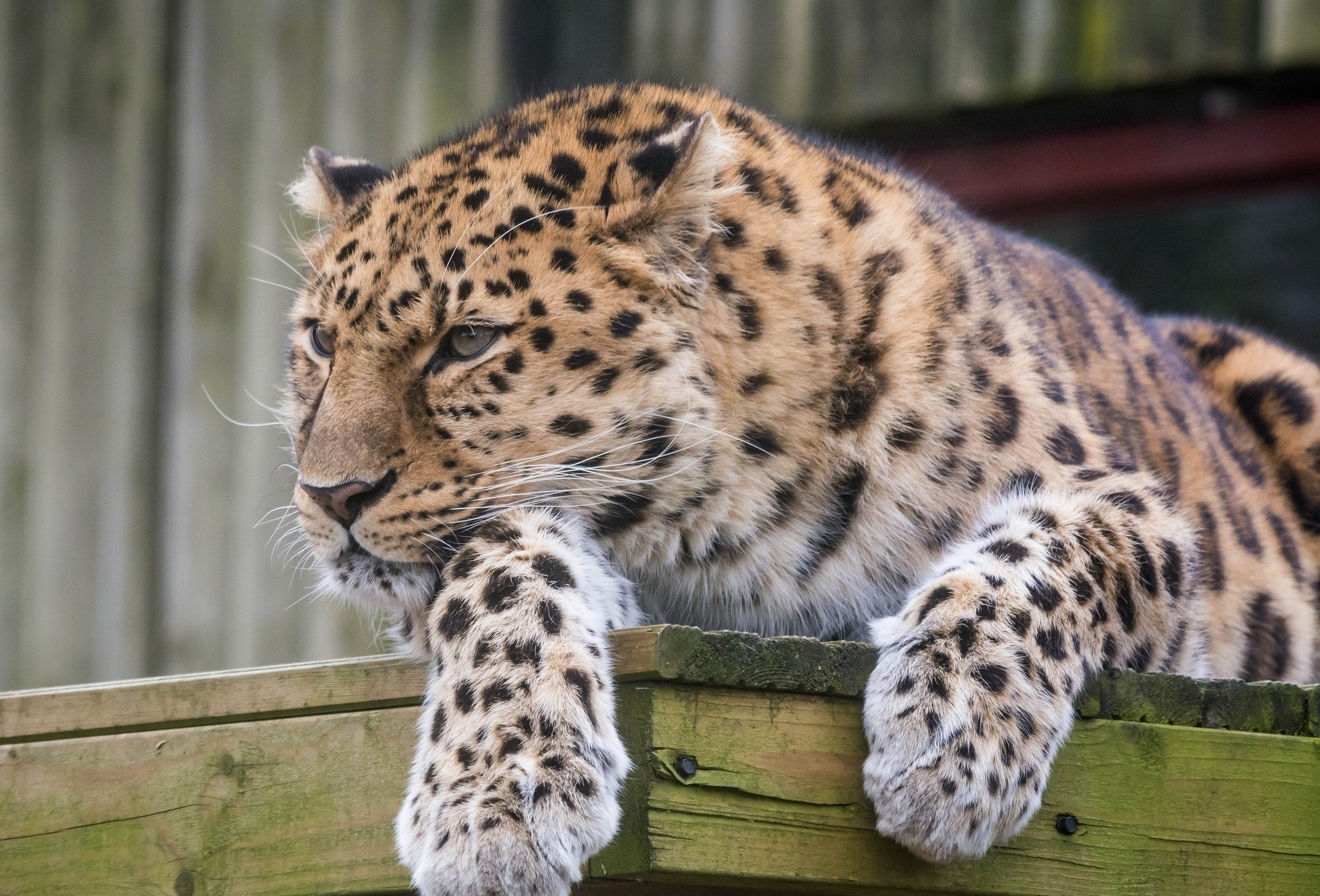 2048x1390 leopard  to download