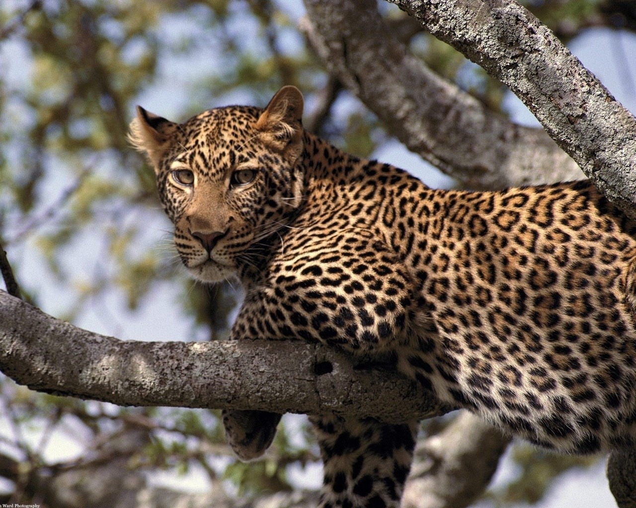 1280x1024 Free download leopard