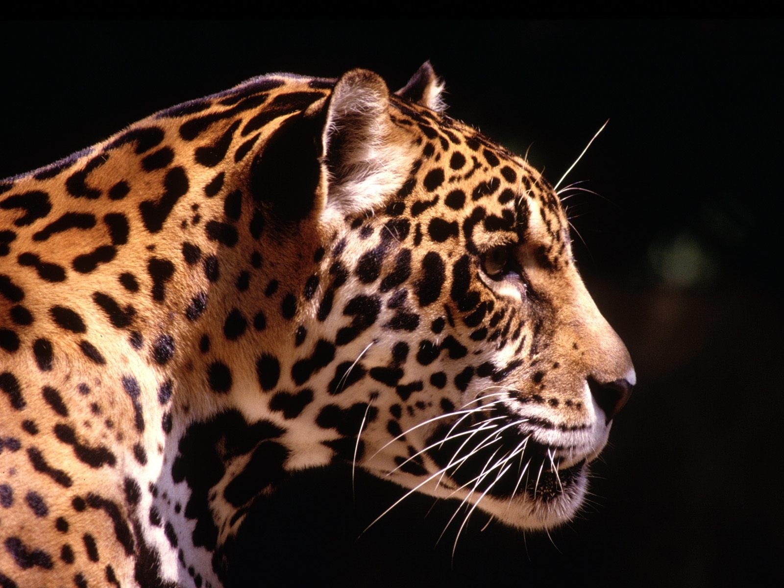 1600x1200 High Resolution Wallpaper leopard