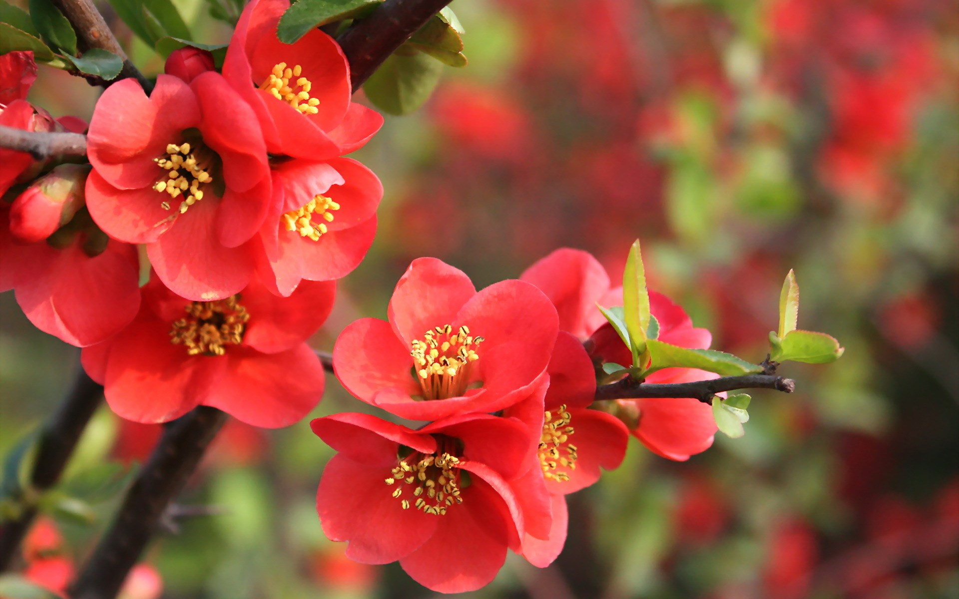 flower  desktop