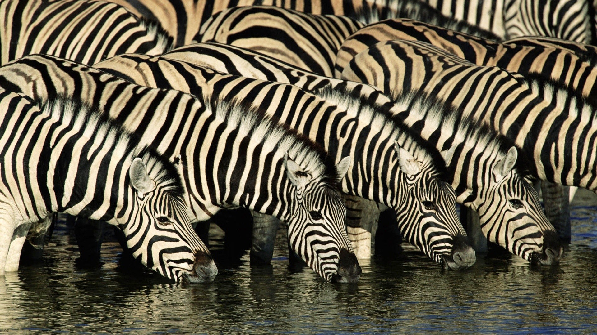 1920x1080 Cool zebra JPG 664 kB
