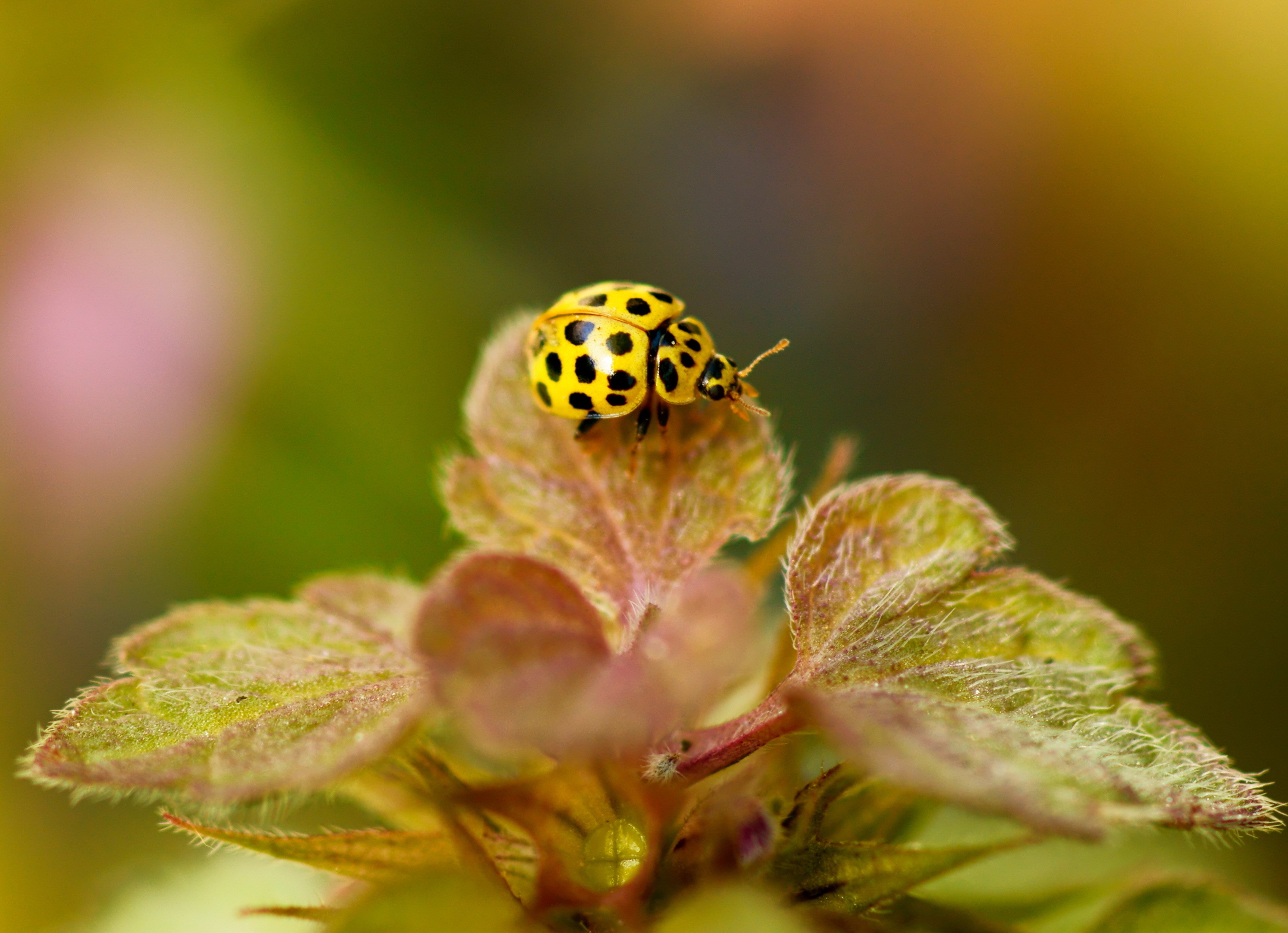 3264x2365 free desktop wallpaper downloads ladybug