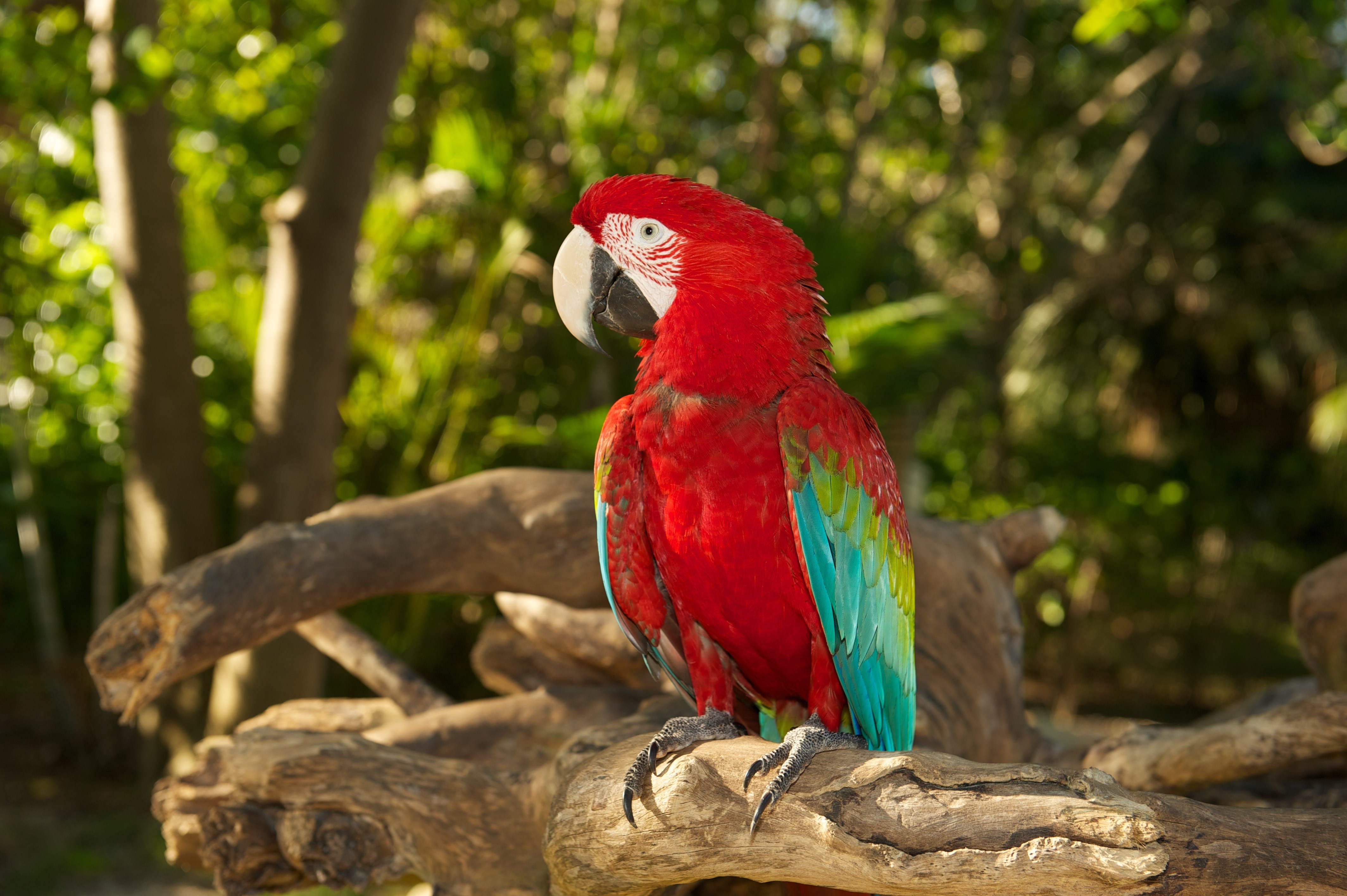 4256x2832 free desktop pictures red and green macaw