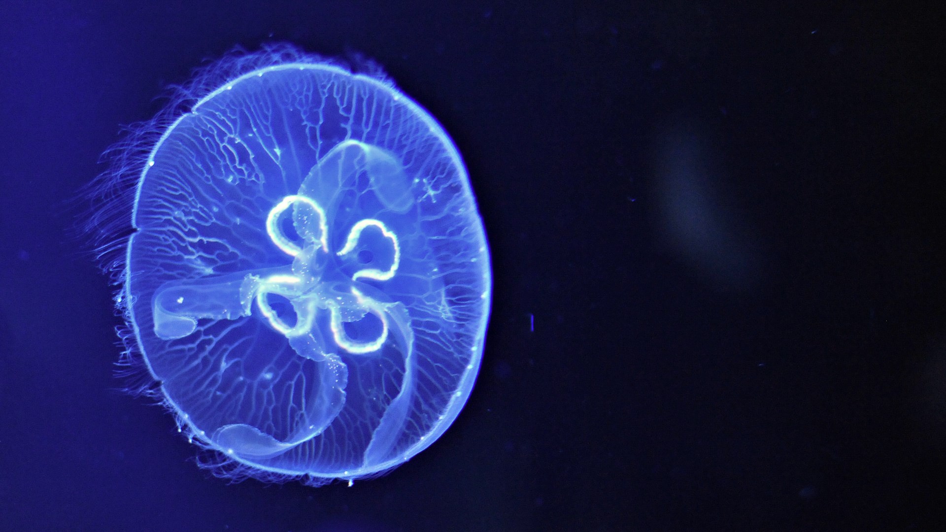 1920x1080 HQ RES jellyfish