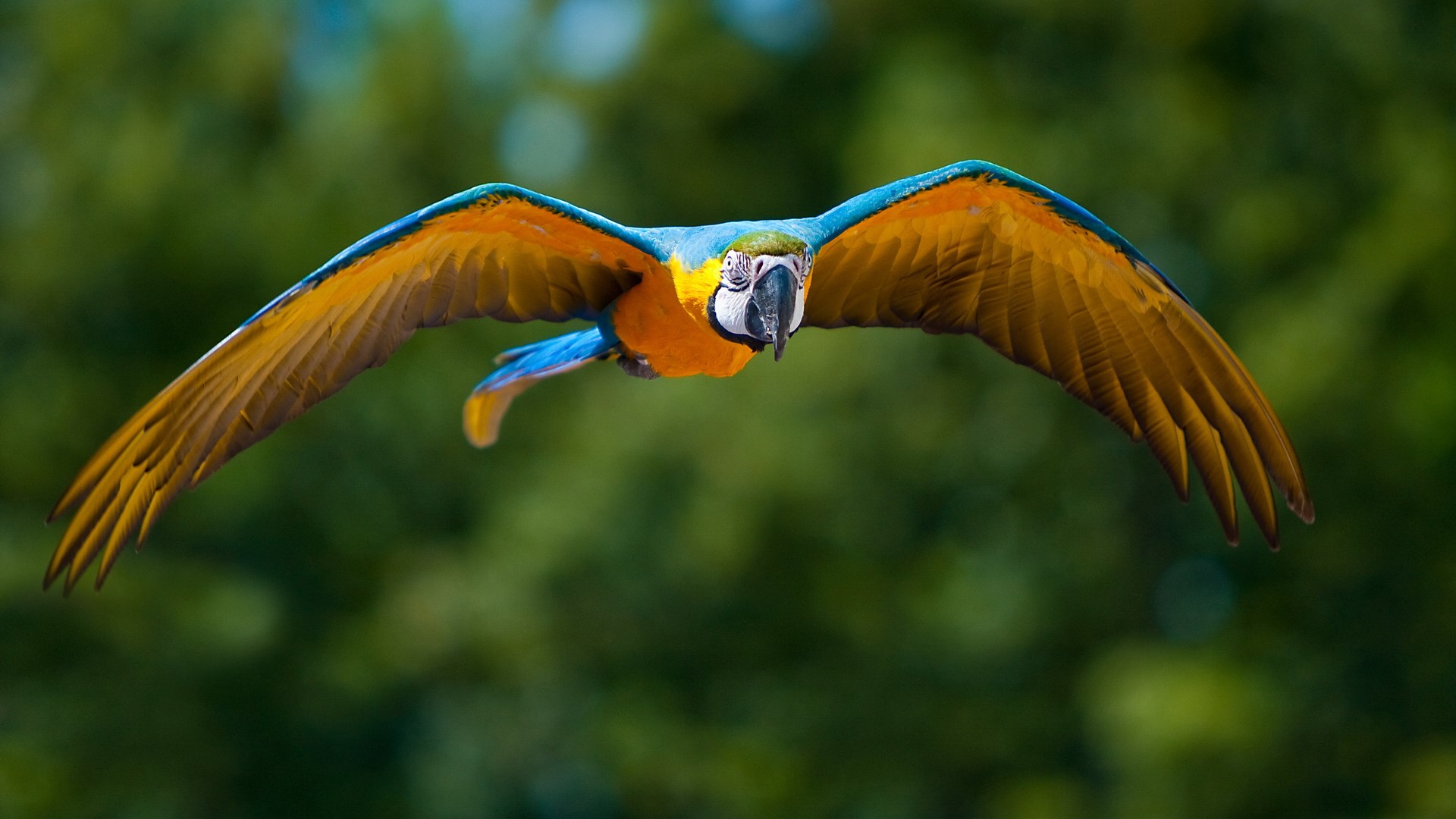 1920x1080 Free computer blue and yellow macaw