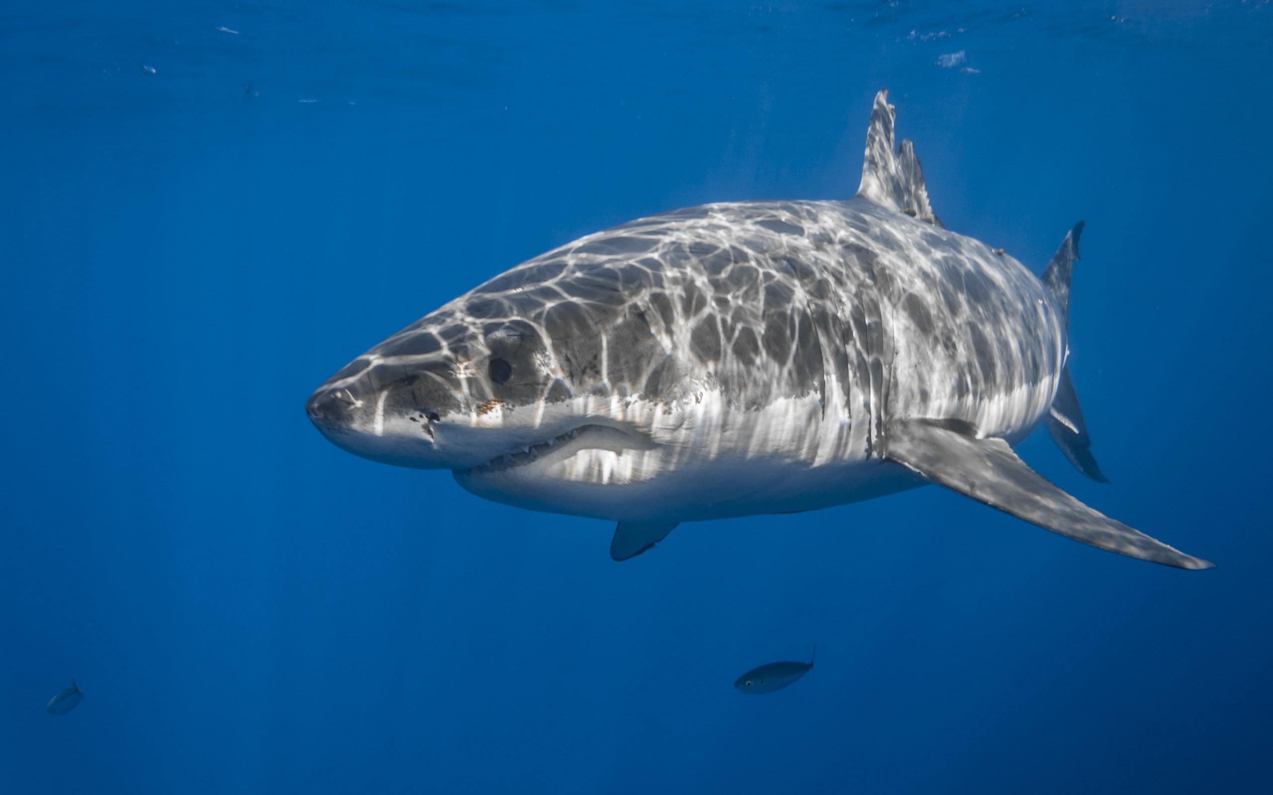2560x1600 free desktop backgrounds for shark