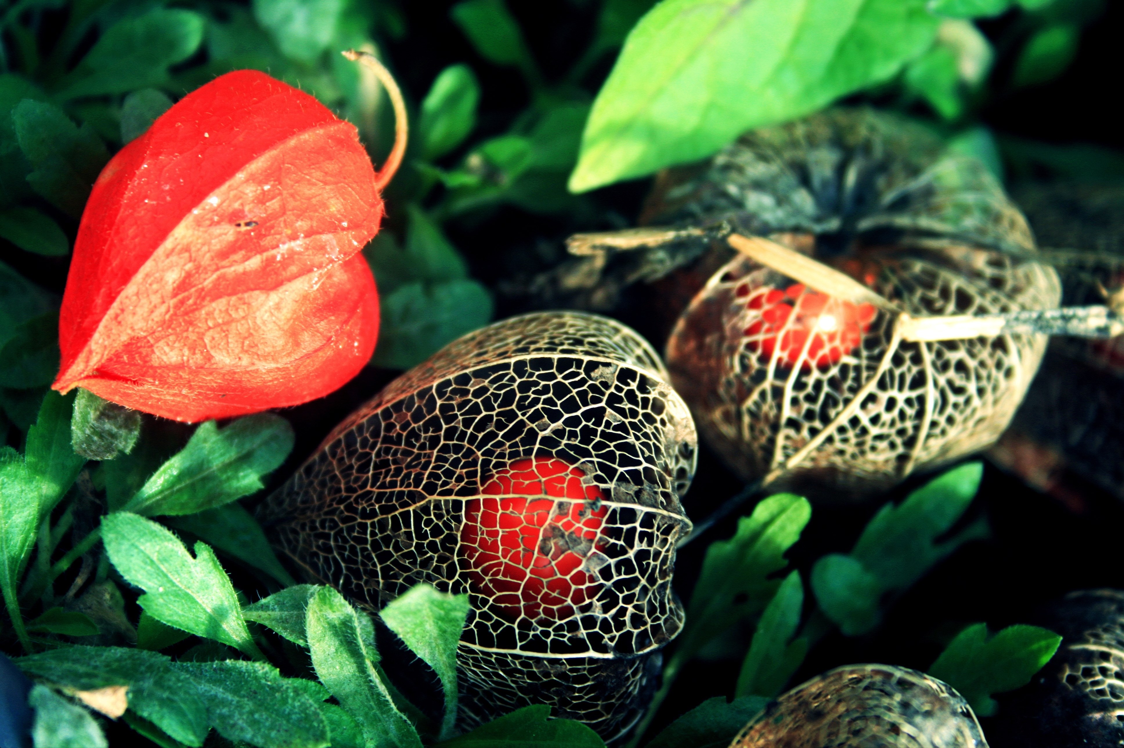 3873x2578 wallpapers free plant