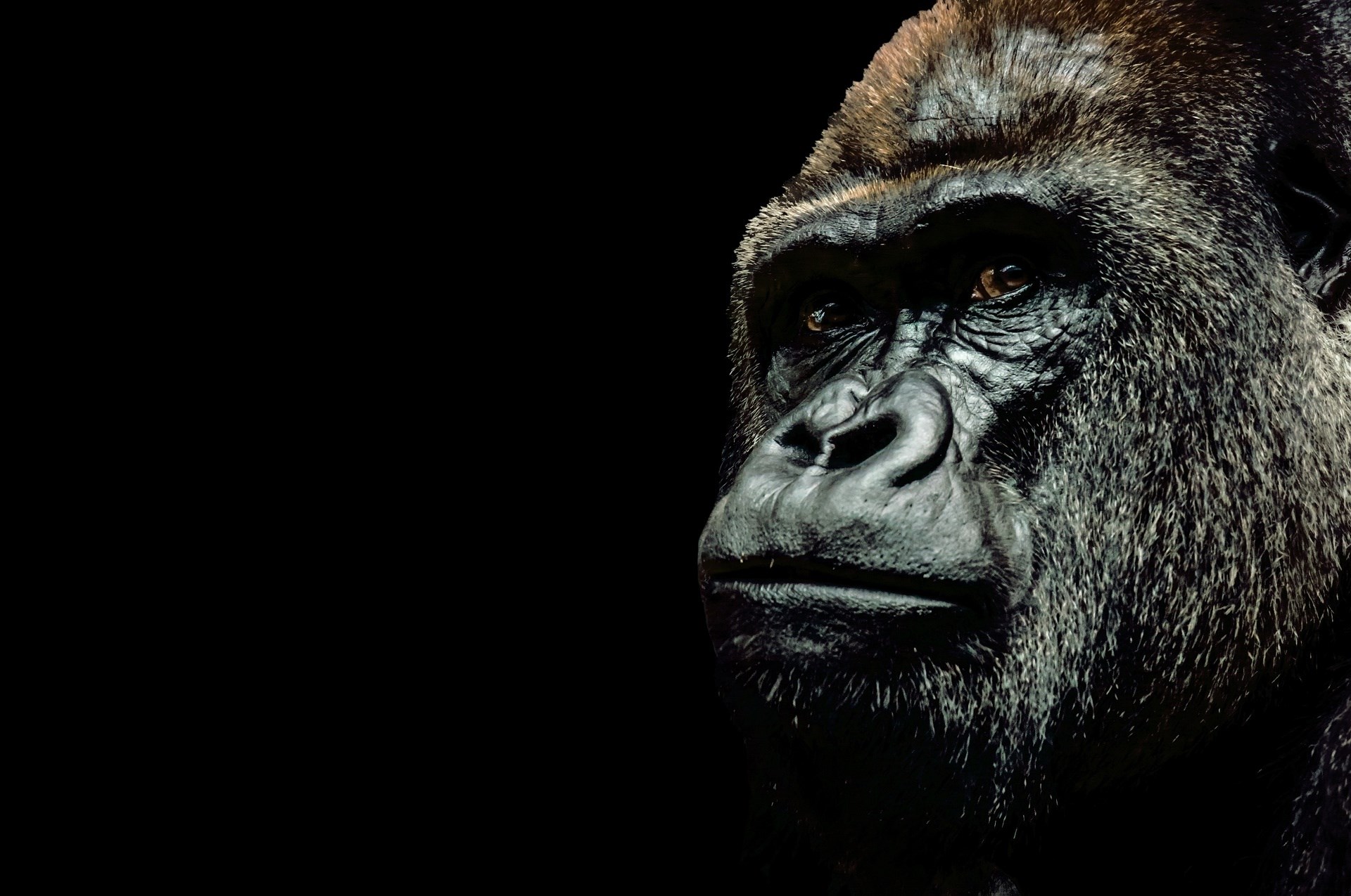 1920x1275 Desktop Background - gorilla