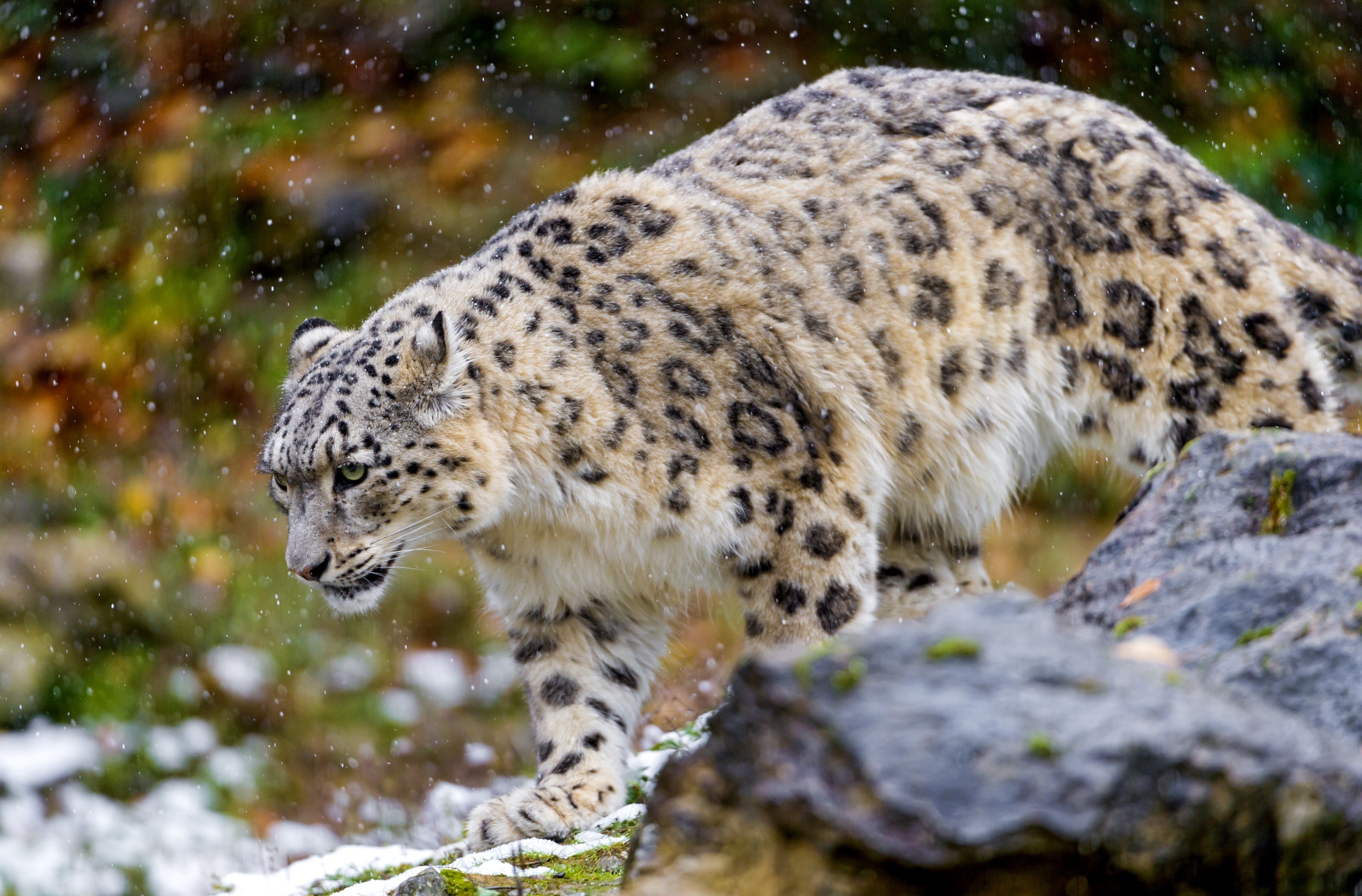 3600x2370 free high resolution wallpaper snow leopard