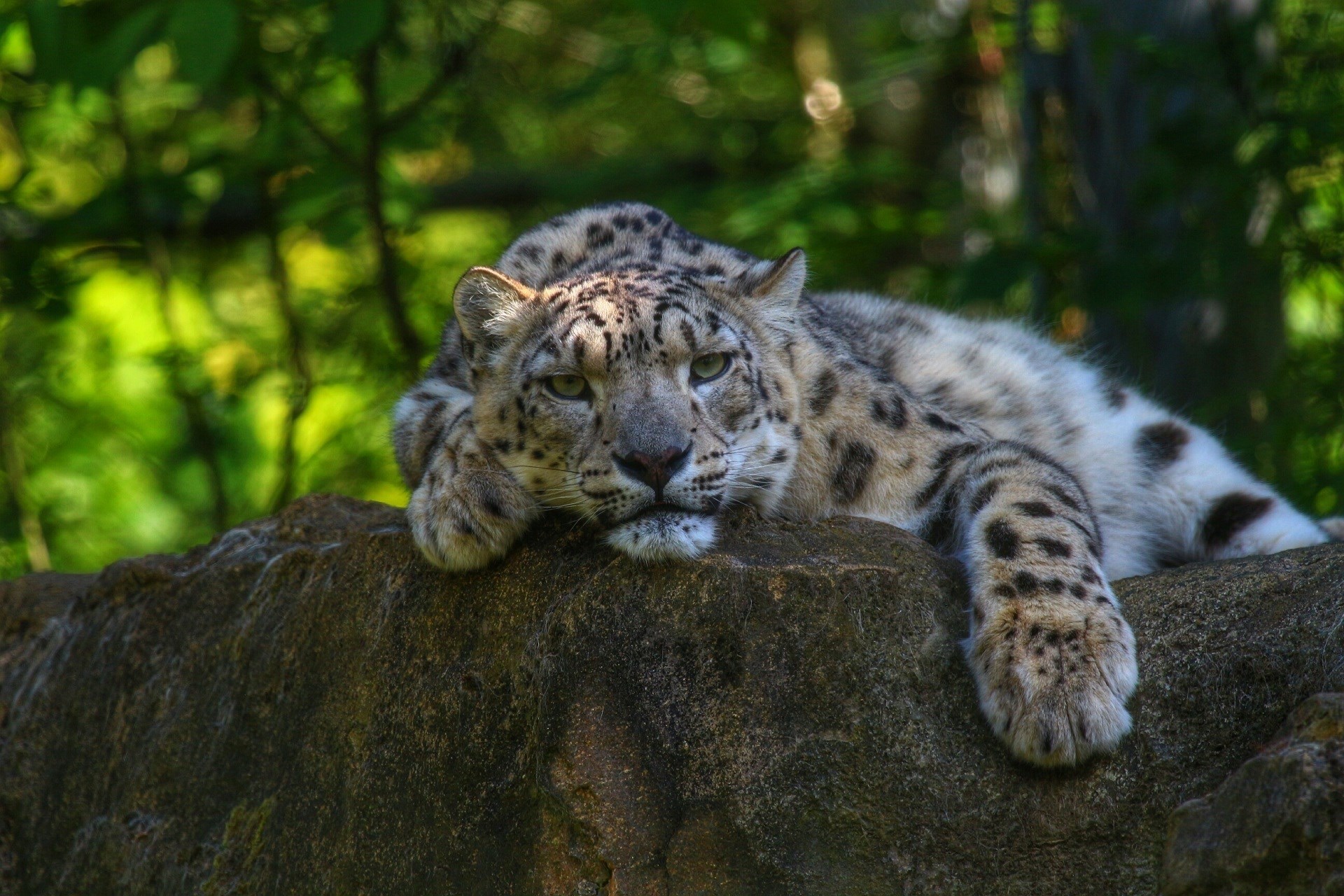 snow leopard